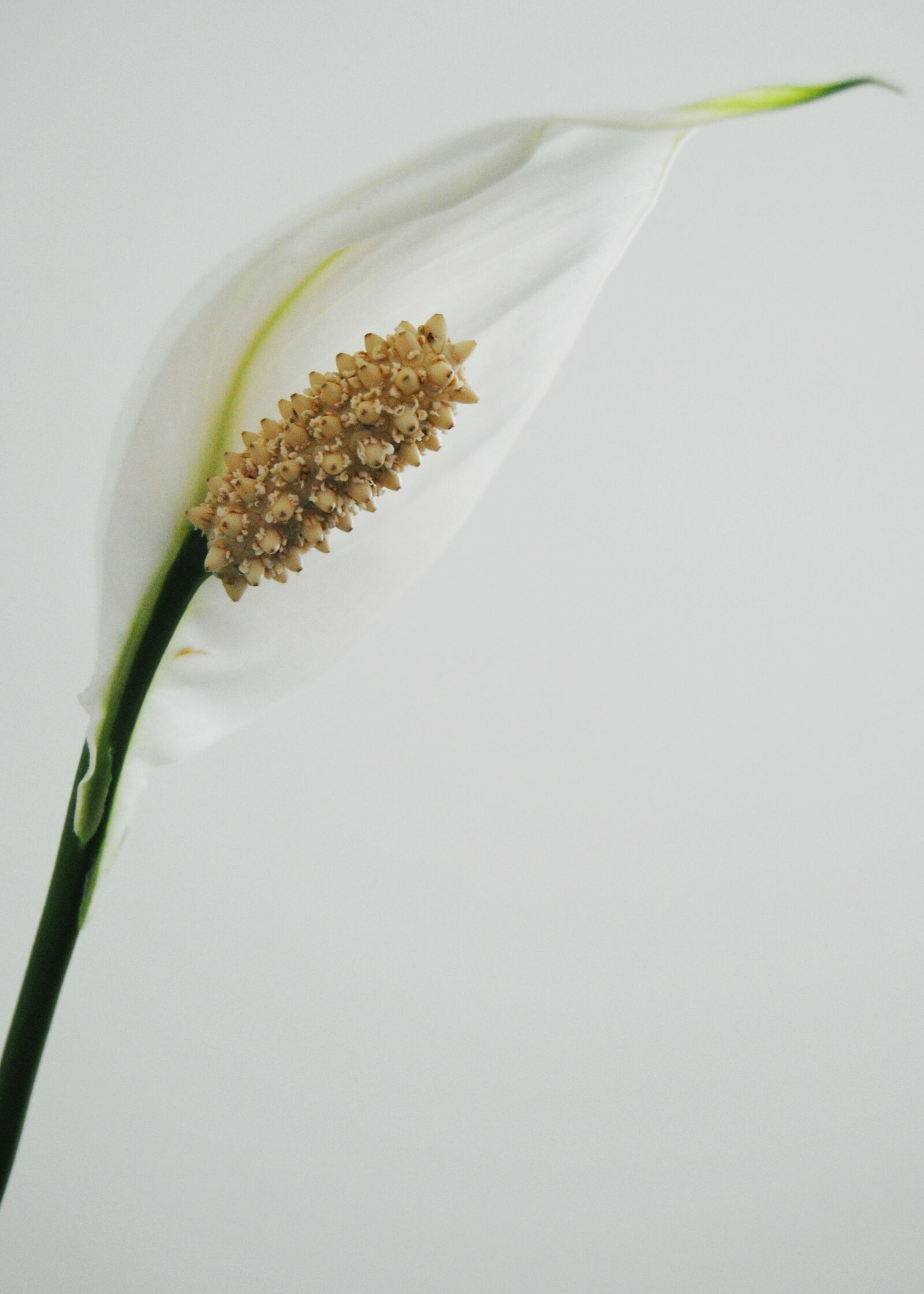 Nikon D3000 sample photo. White flower, flower, white photography