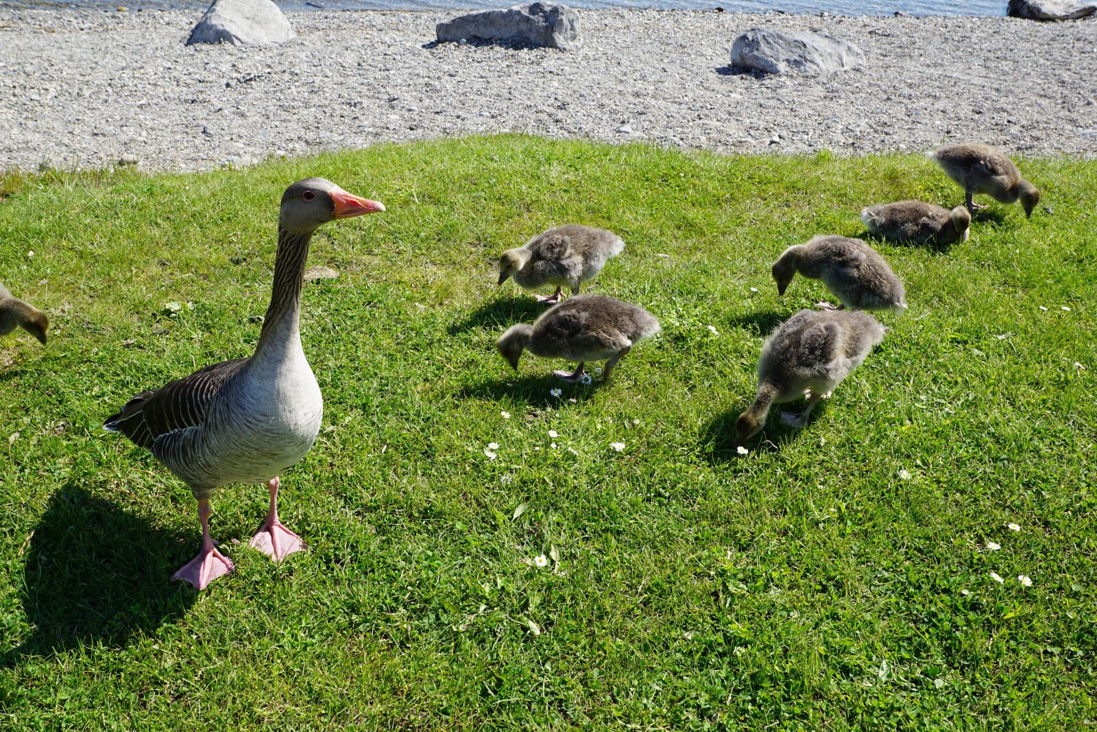 Sony DT 16-50mm F2.8 SSM sample photo. Ducks, bird, meadow photography