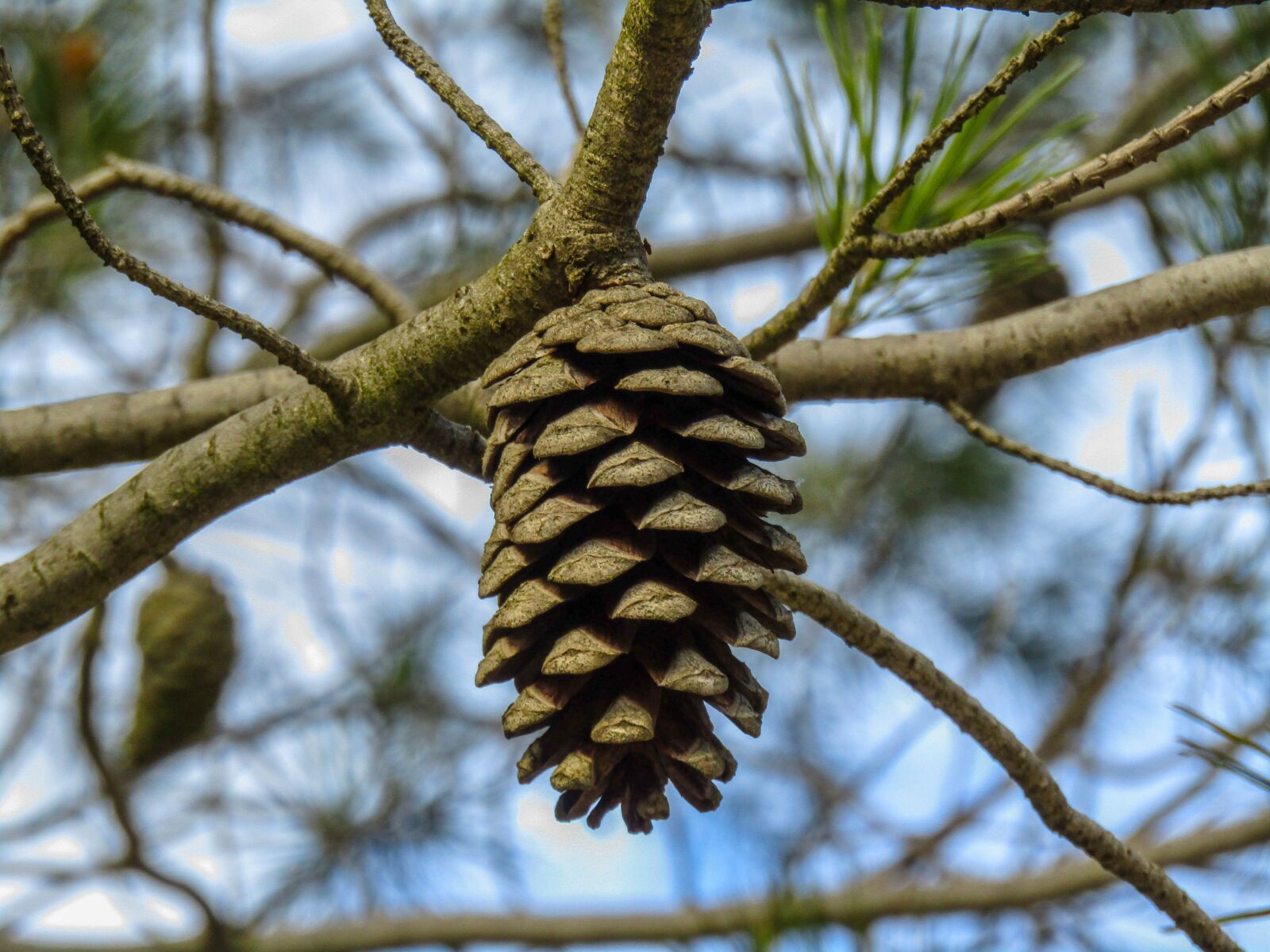 Canon PowerShot SX410 IS sample photo. Pineapple, cone, flower pine photography