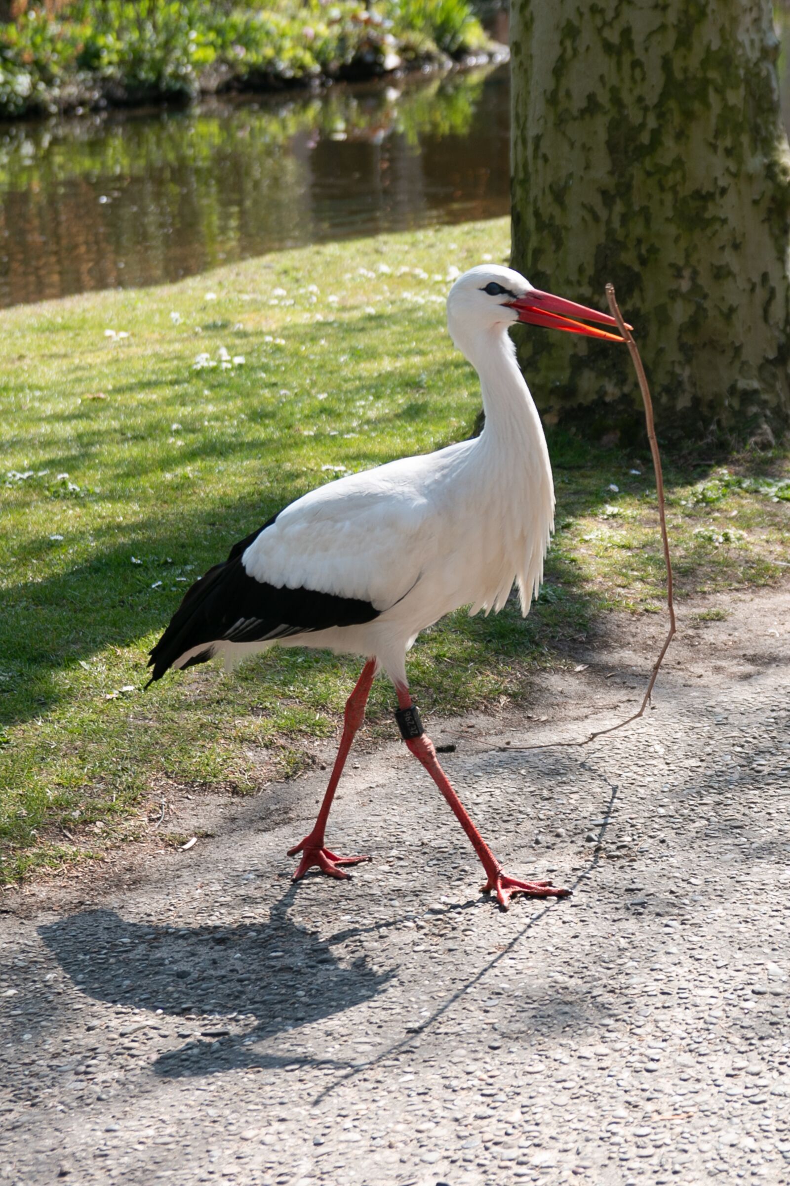 Canon EOS 70D sample photo. Stork, nest building, spring photography