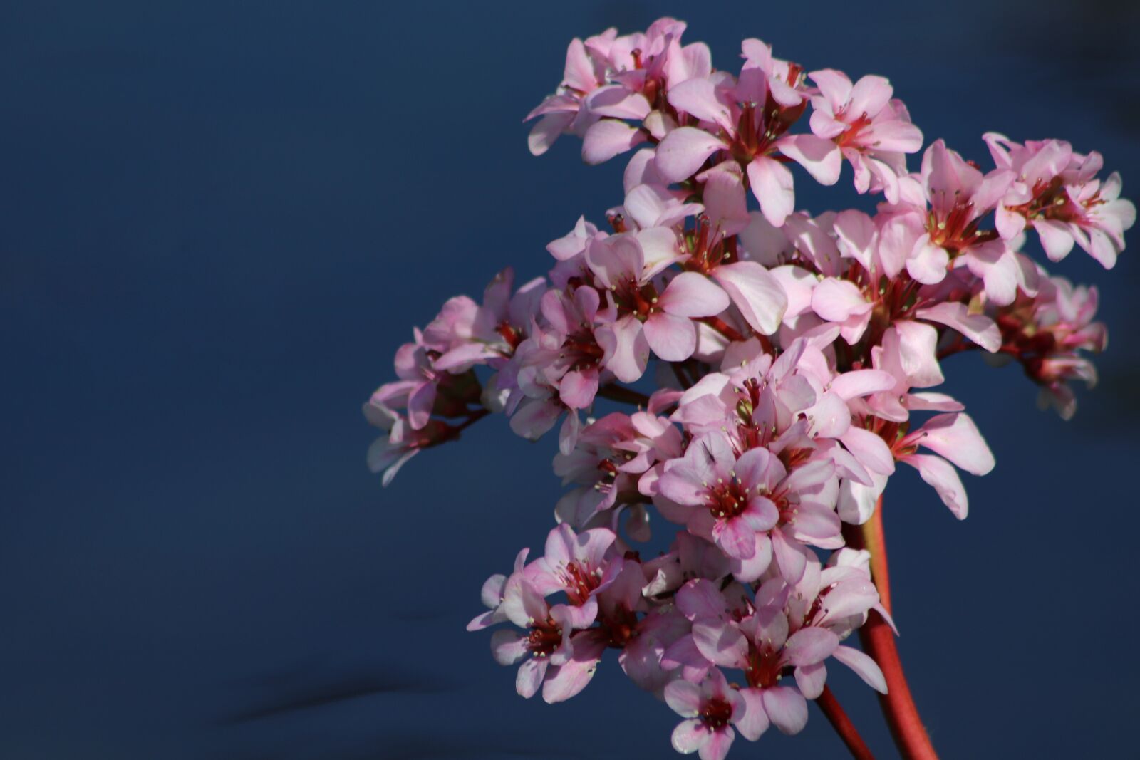 Canon EF75-300mm f/4-5.6 sample photo. Bergenia, inflorescence, flowers photography