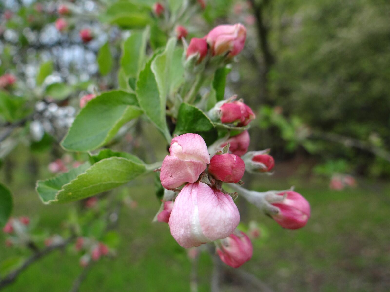 Sony DSC-HX200V sample photo. Flower, nature, tree photography