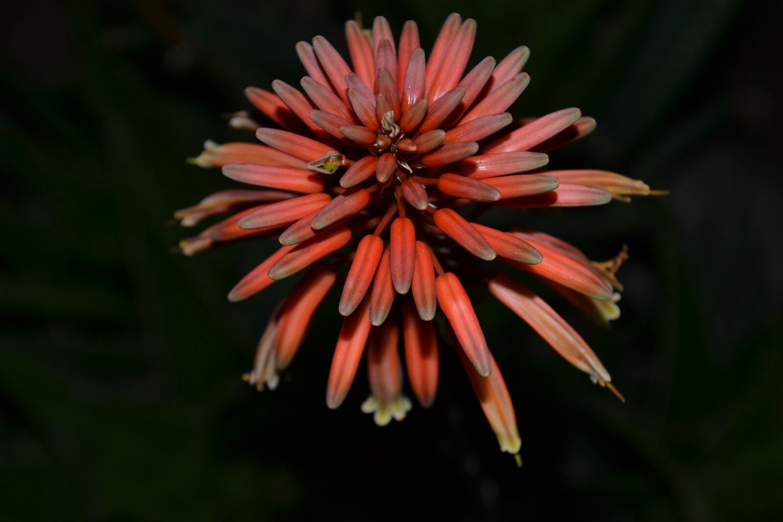 Nikon D3100 sample photo. Cactus, flower, cactus flower photography