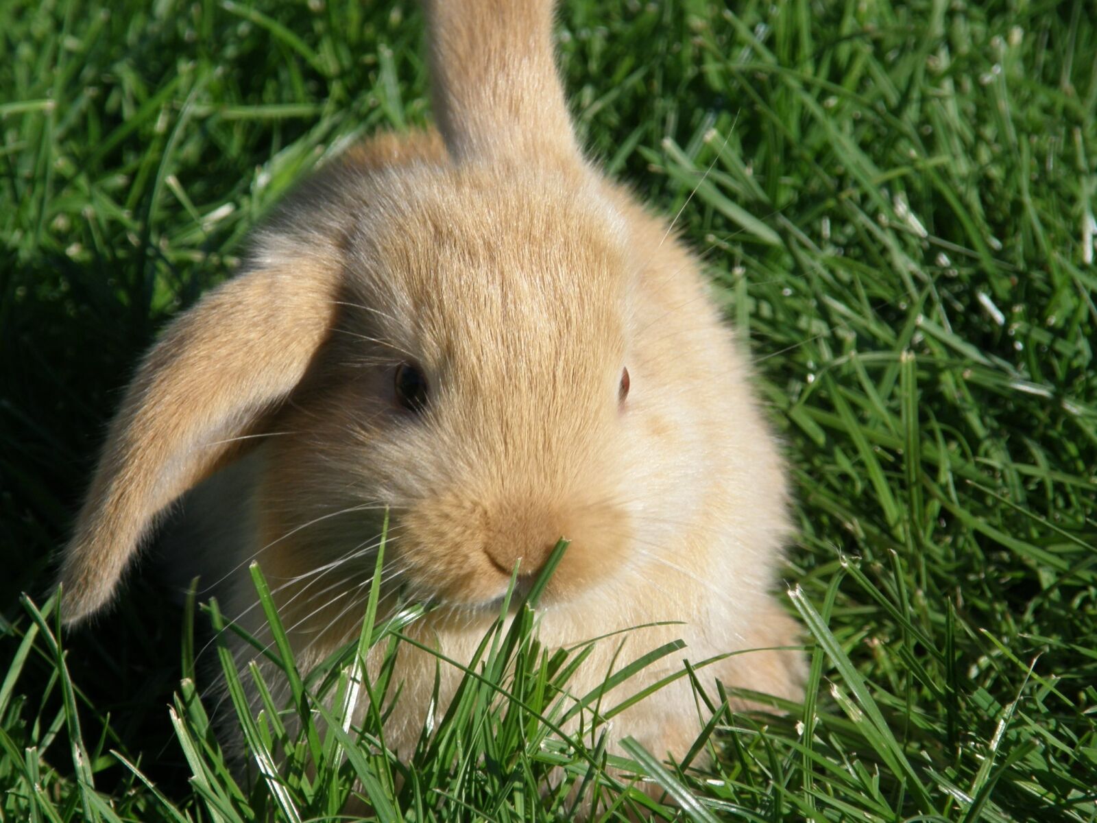 Olympus SP550UZ sample photo. Rabbit, hare, floppy ear photography