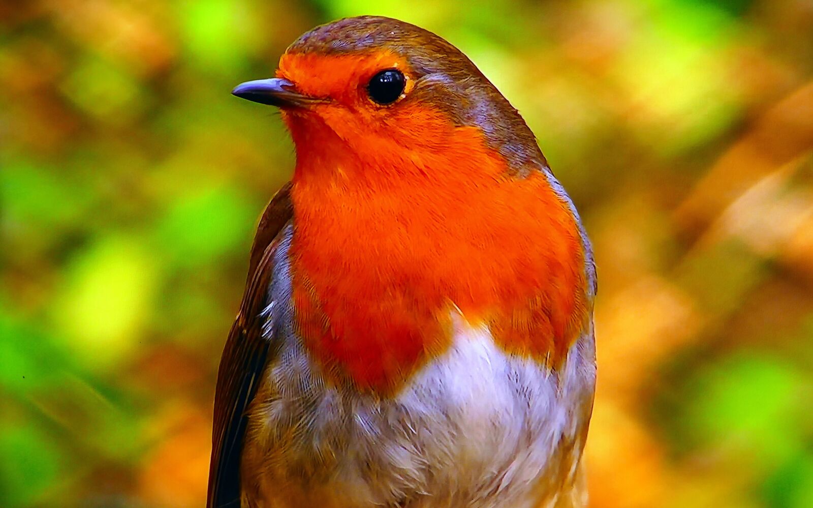 Panasonic Lumix DMC-FZ1000 sample photo. Redbreast, common, nature photography