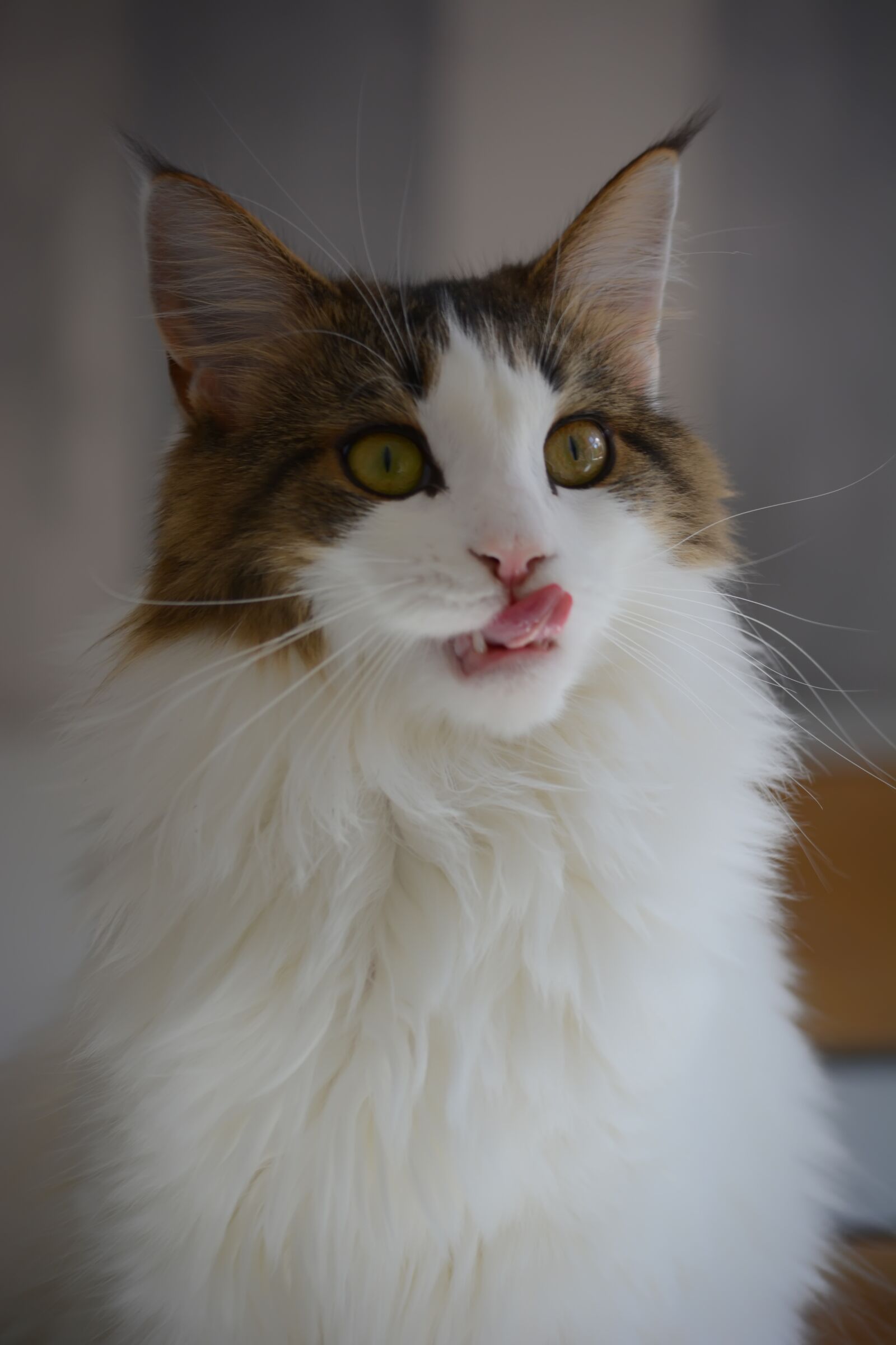 Nikon D5200 sample photo. Kaisa, maine coon, cat photography