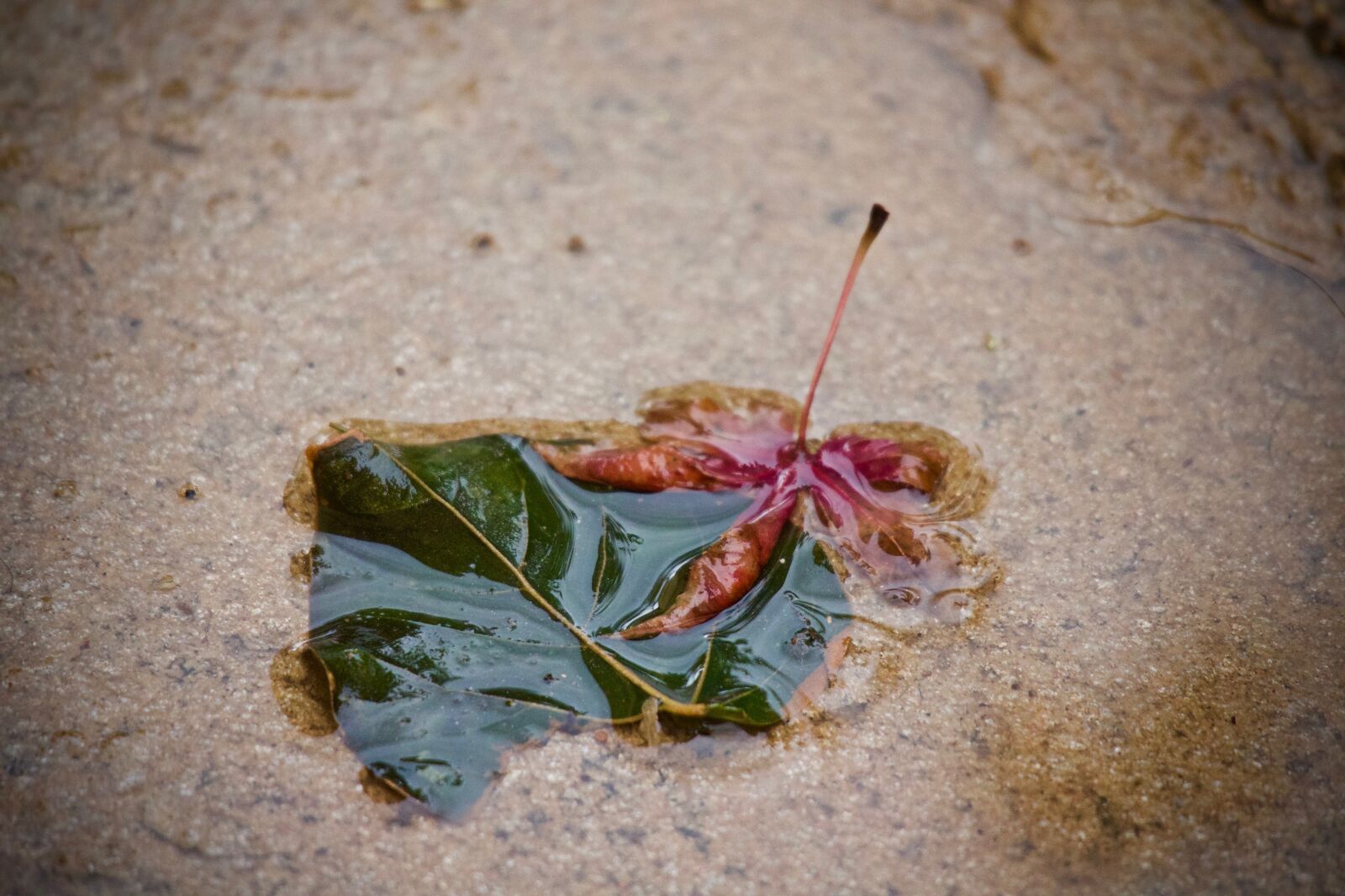Canon EOS M sample photo. Puddle, rain, water photography