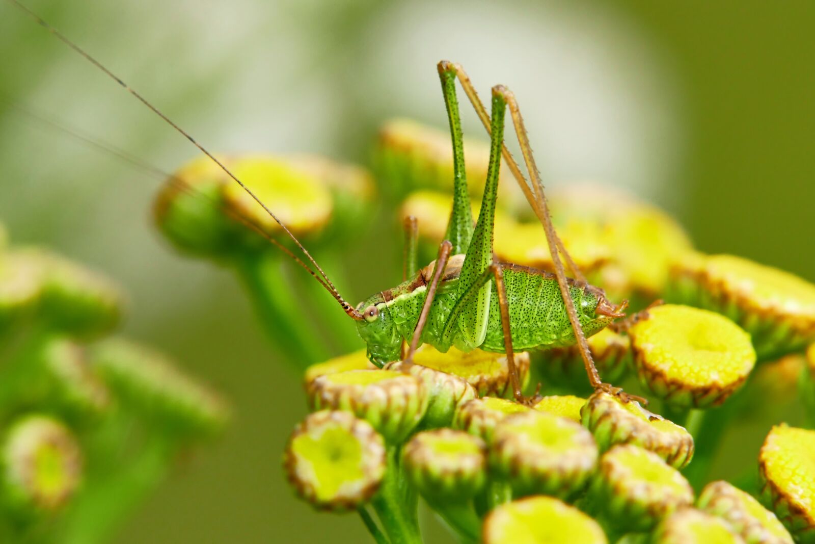 Panasonic Lumix DMC-FZ1000 sample photo. Grasshopper, flowers, insect photography