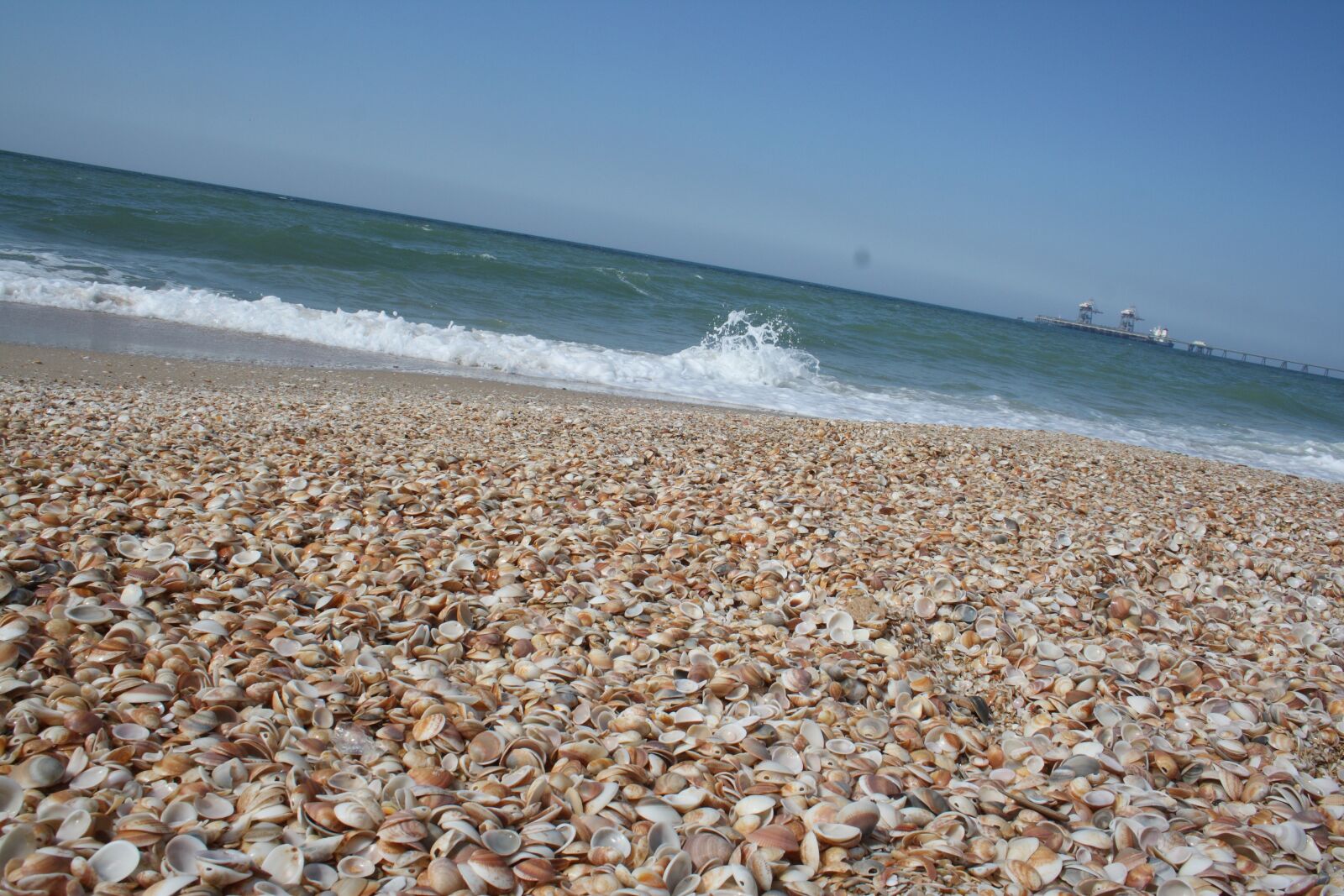 Canon EOS 1000D (EOS Digital Rebel XS / EOS Kiss F) sample photo. Sea, seashell, summer photography