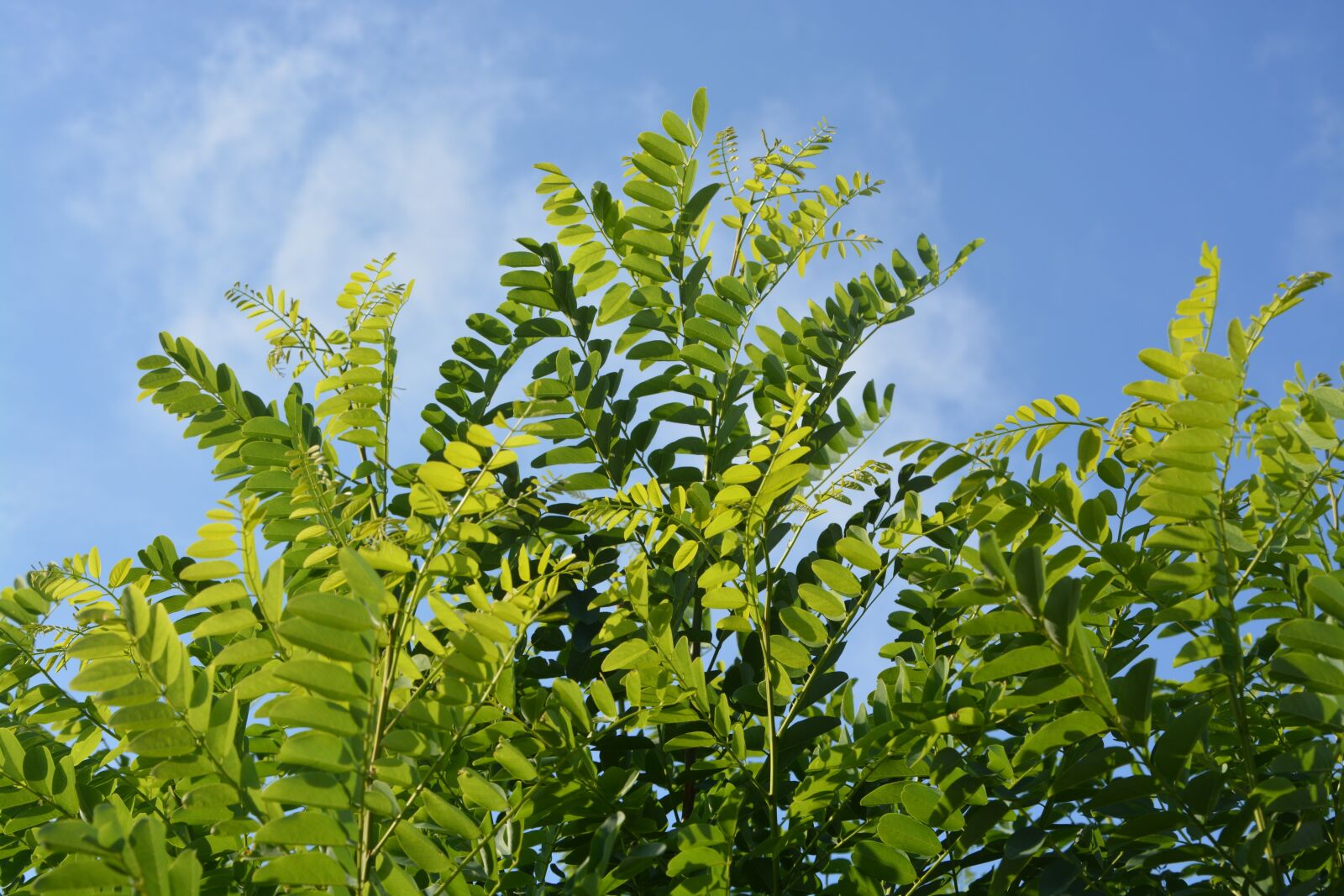 Nikon D5200 sample photo. Leaves, foliage, nature photography
