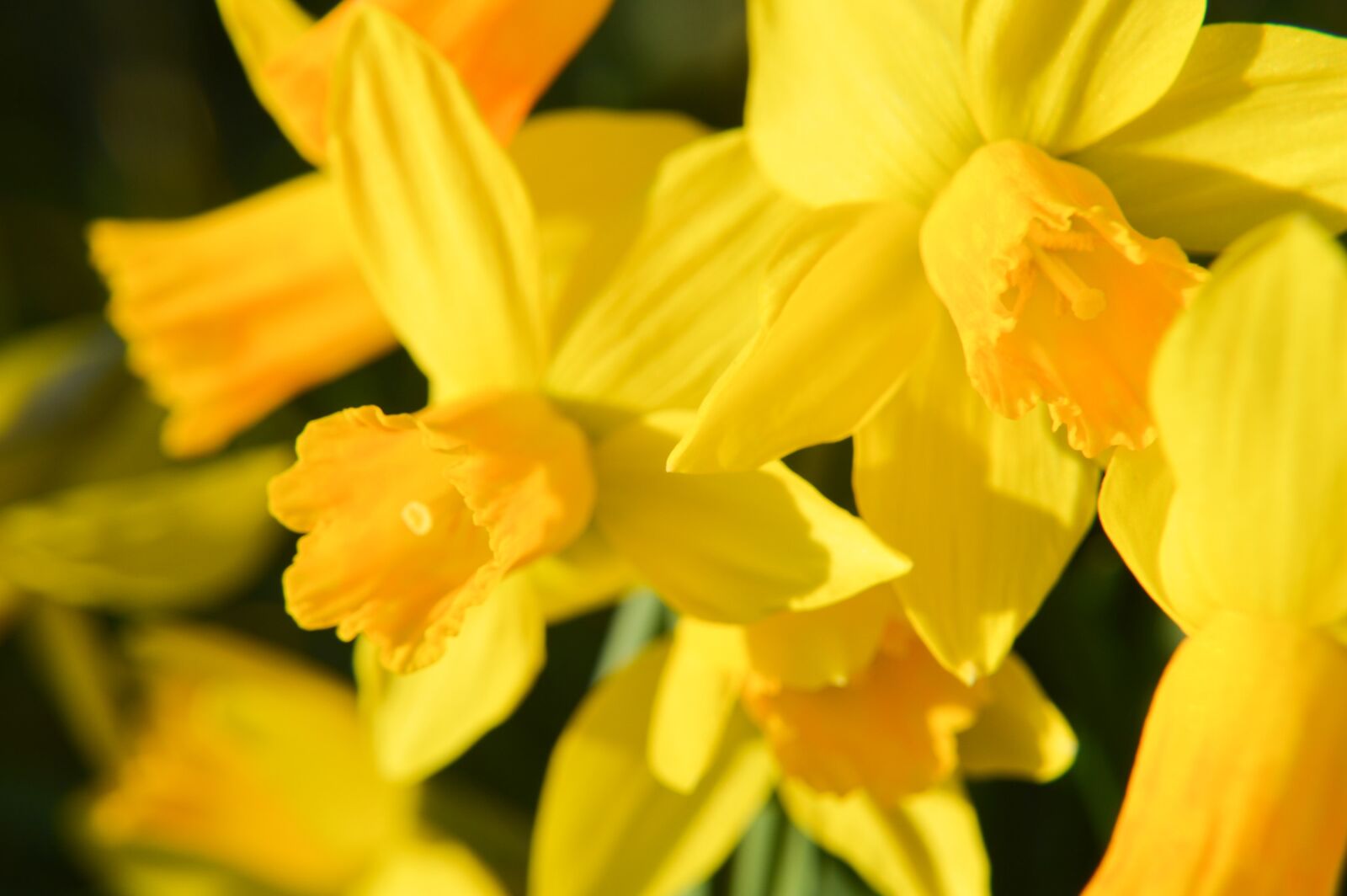Nikon D3200 + Tamron 18-270mm F3.5-6.3 Di II VC PZD sample photo. Daffodil, flower, petals photography