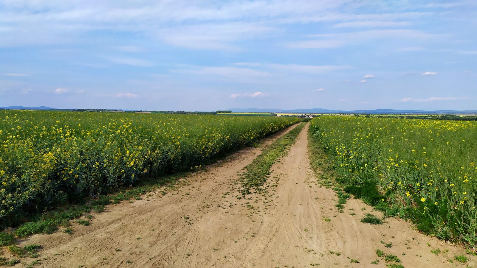Xiaomi Redmi Note 7 sample photo. Field, path, nature photography