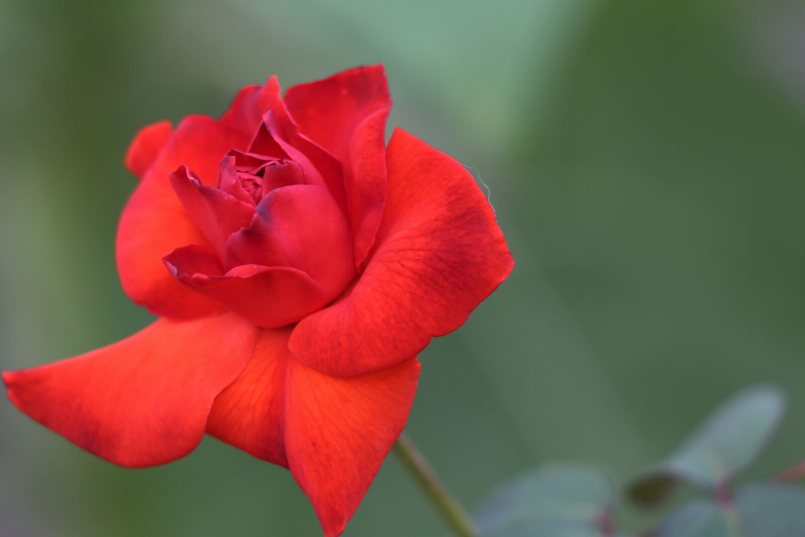 Canon EF 70-300 F4-5.6 IS II USM sample photo. Red rose, romantic, colorful photography