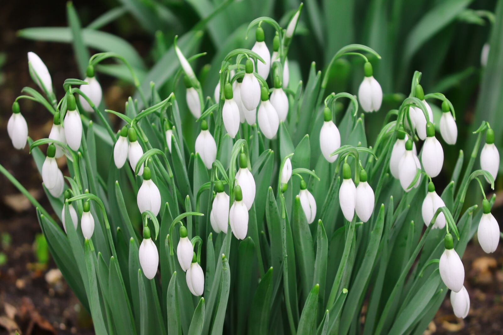 Canon EOS 200D (EOS Rebel SL2 / EOS Kiss X9) sample photo. Snowdrop, spring, signs of photography