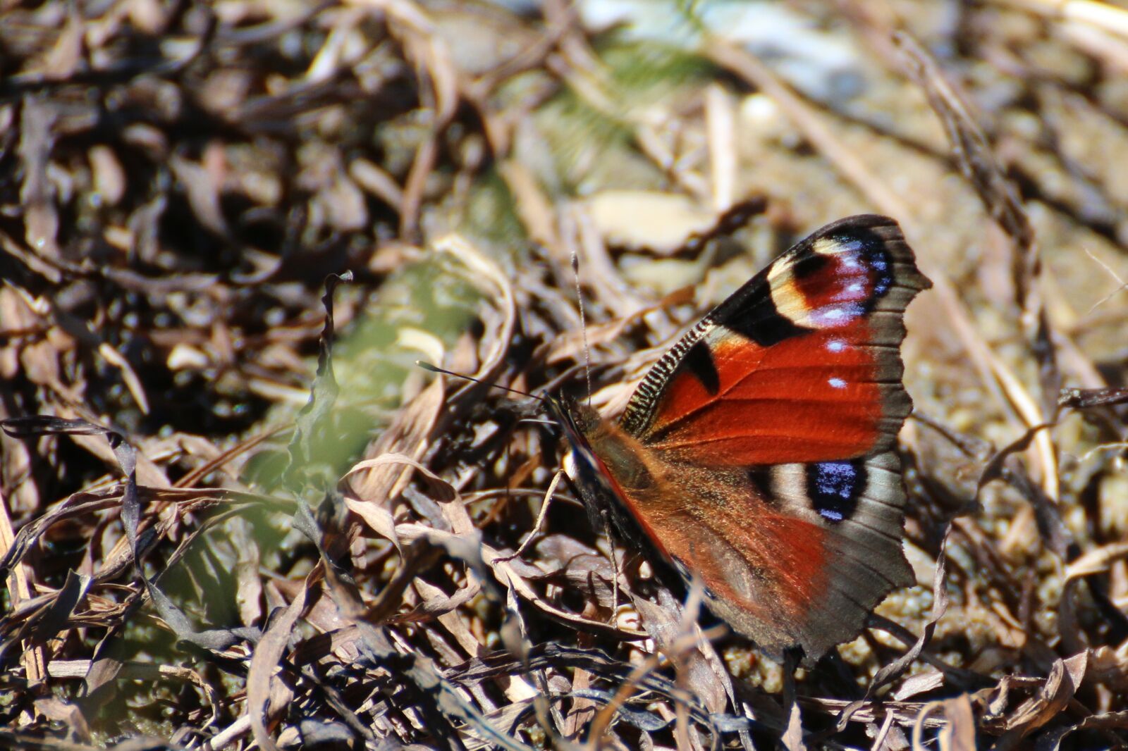 Canon EOS 70D sample photo. Peacock butterfly, butterfly, insect photography