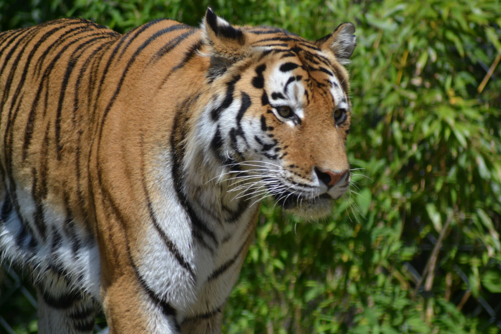 Nikon D3100 sample photo. Tiger photography