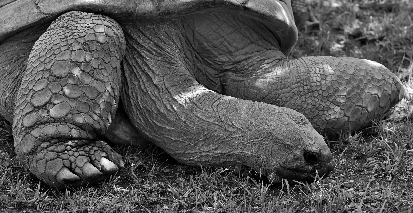 Nikon D7200 sample photo. Giant tortoise, animal, panzer photography