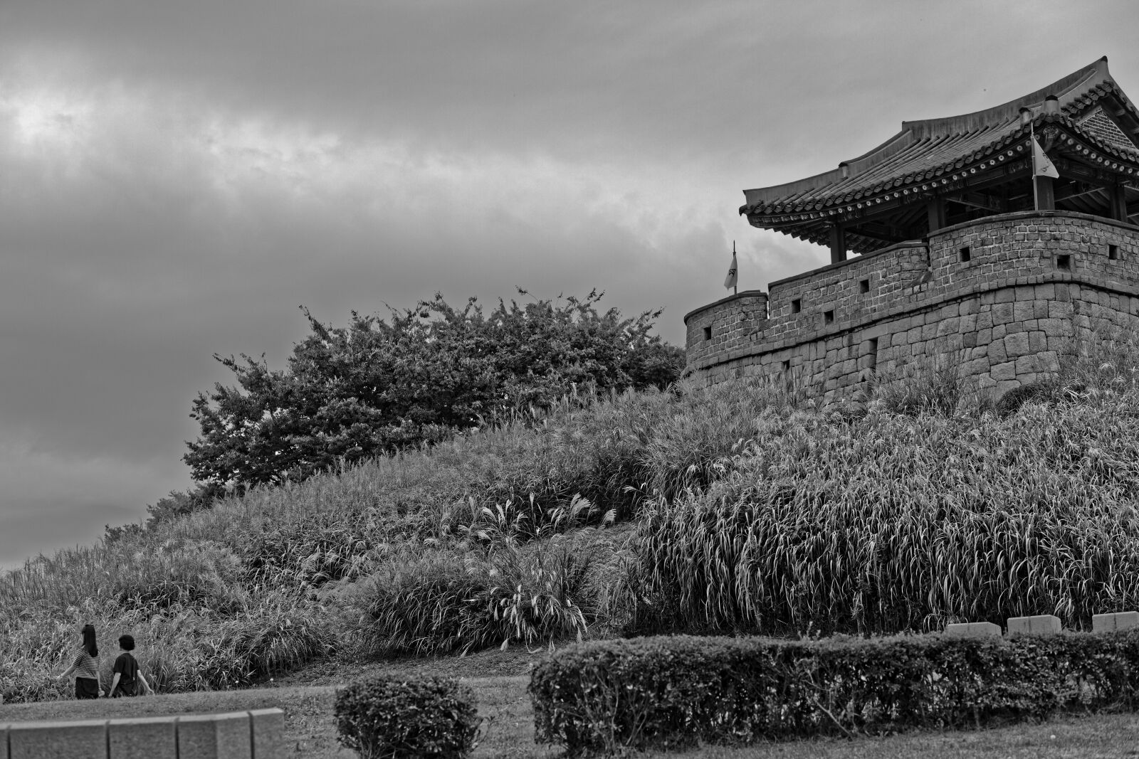 Canon EF 85mm F1.8 USM sample photo. Siver grass around suwon photography