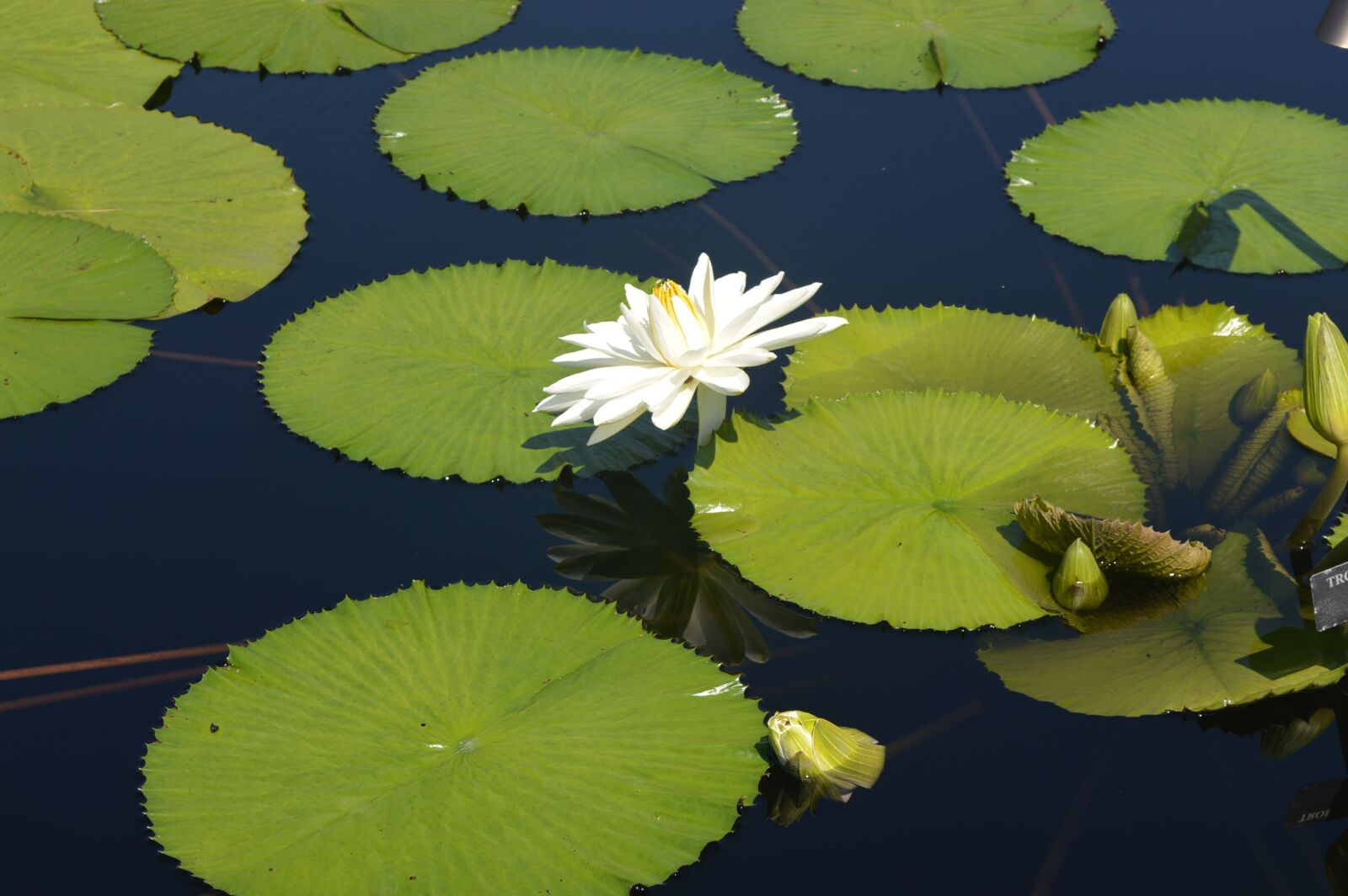 Nikon D3200 sample photo. Flower, lily, pad photography