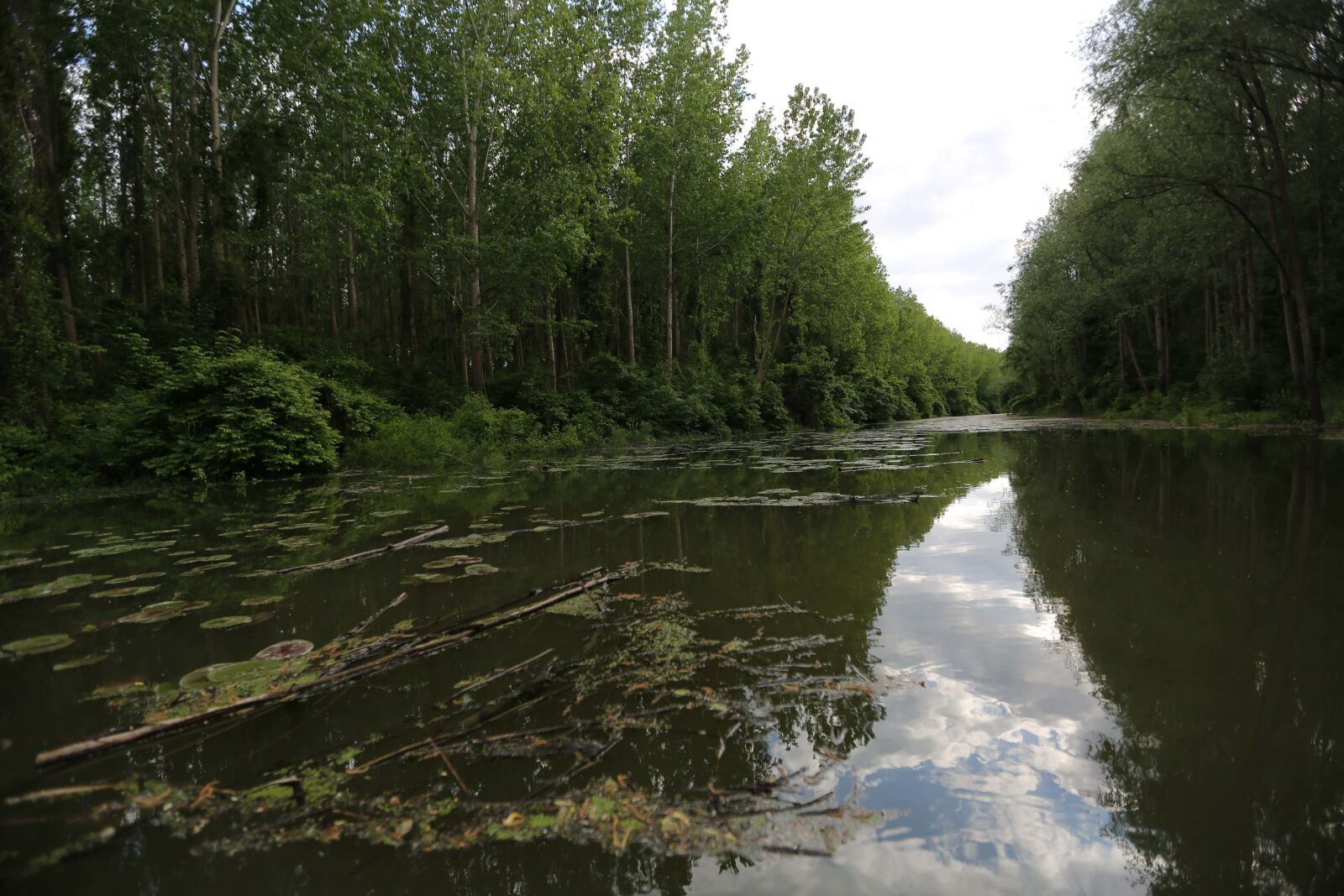 Canon EF 16-35mm F2.8L II USM sample photo. Natural habitat, swamp, wetland photography