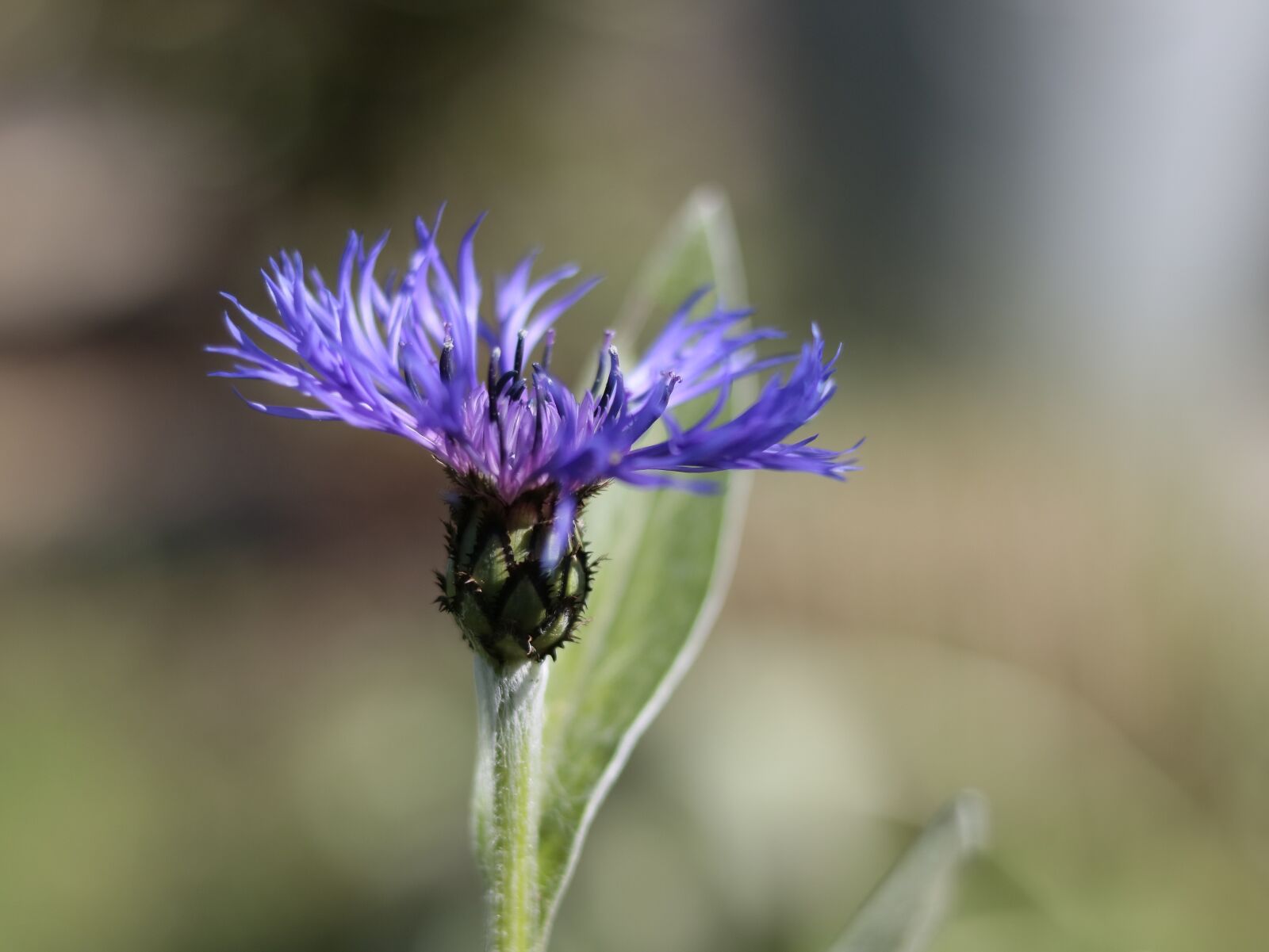 Canon EOS 750D (EOS Rebel T6i / EOS Kiss X8i) sample photo. Macro, flower, garden photography