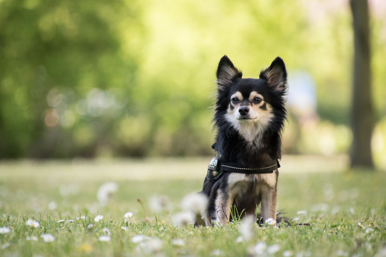 Nikon D5600 sample photo. Dog, hybrid, animal photography