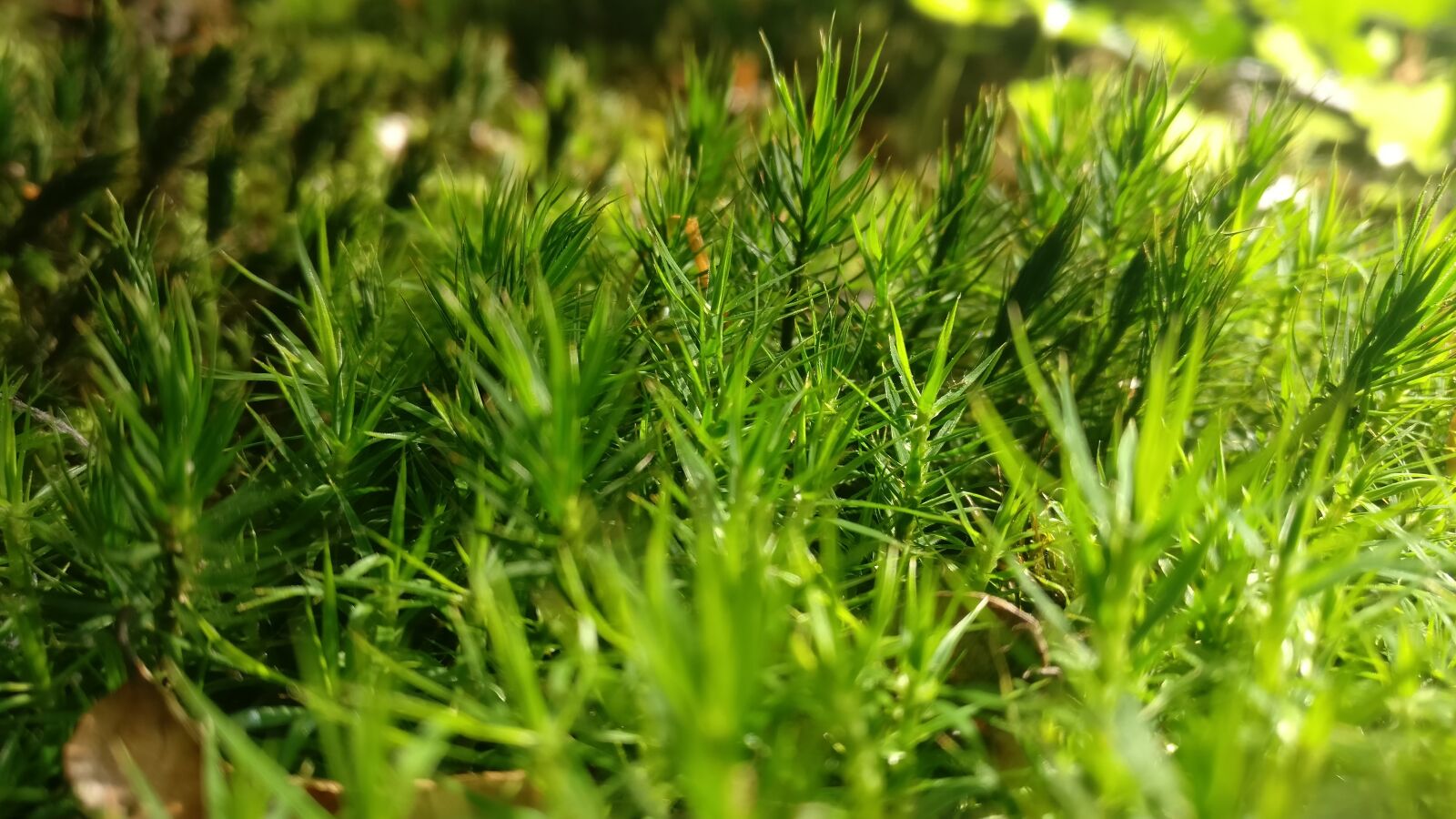 OnePlus A3003 sample photo. Moss, nature photography