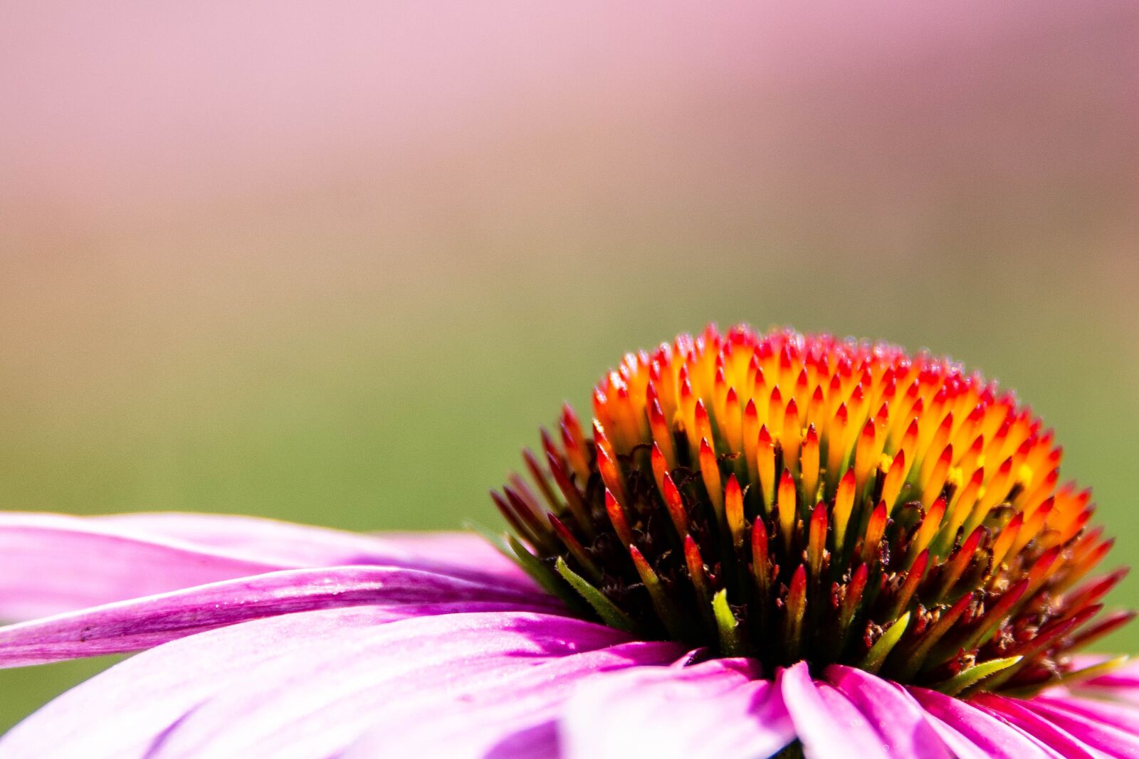Nikon D7200 sample photo. Flower, pink, nature photography