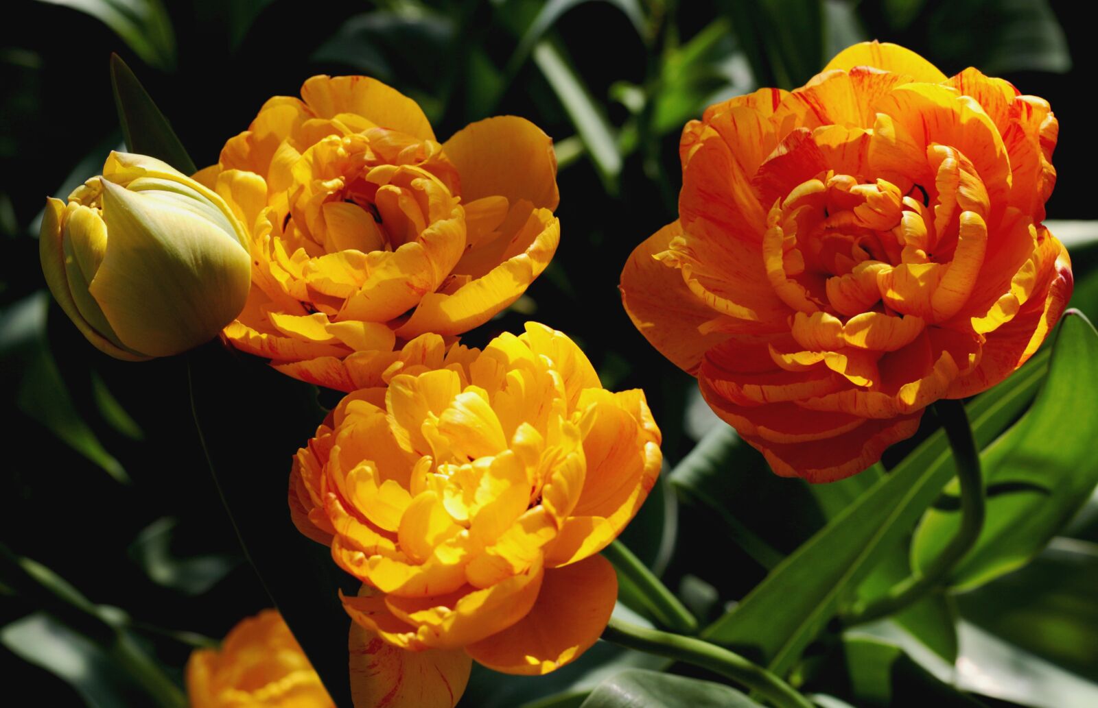 Canon EOS 7D Mark II + Canon EF 50mm F1.8 STM sample photo. Tulipa sunlover, the orange-and-yellow photography