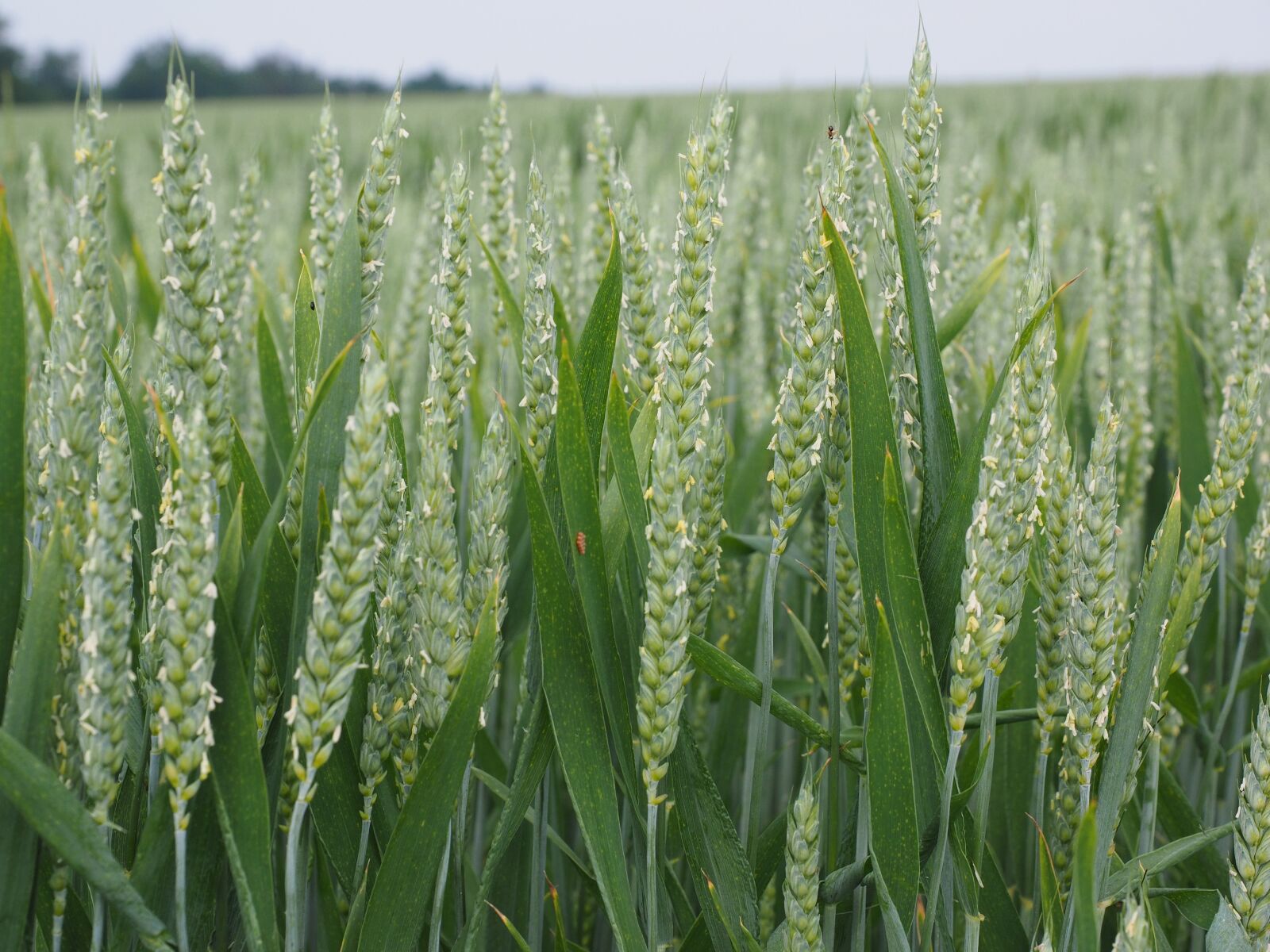 Olympus OM-D E-M1 + Olympus M.Zuiko Digital ED 12-40mm F2.8 Pro sample photo. Wheat, wheat spike, wheat photography