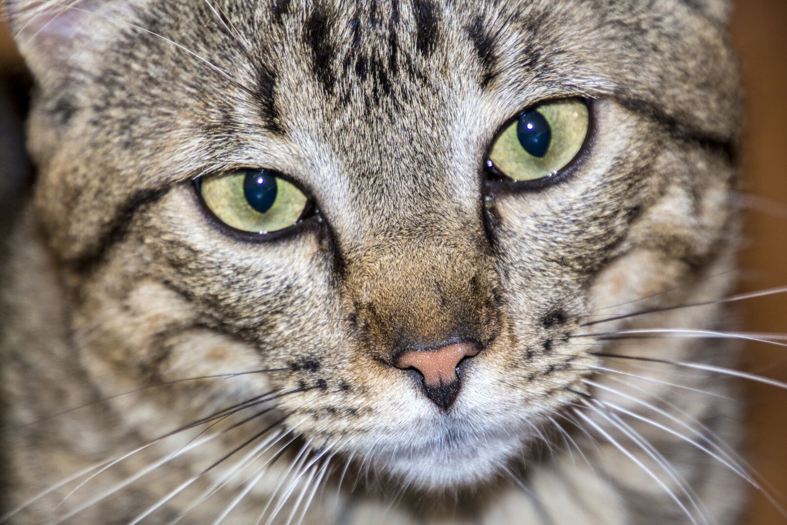 Canon EOS 700D (EOS Rebel T5i / EOS Kiss X7i) sample photo. Cat, feline, domestic cat photography