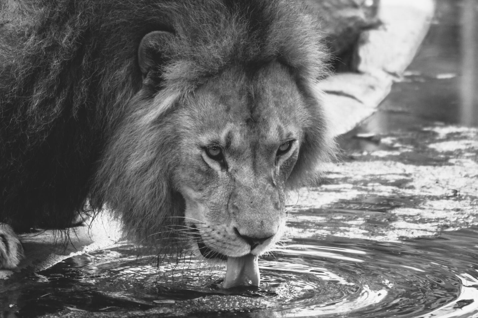 Nikon D7200 sample photo. Lion, drink, zoo photography