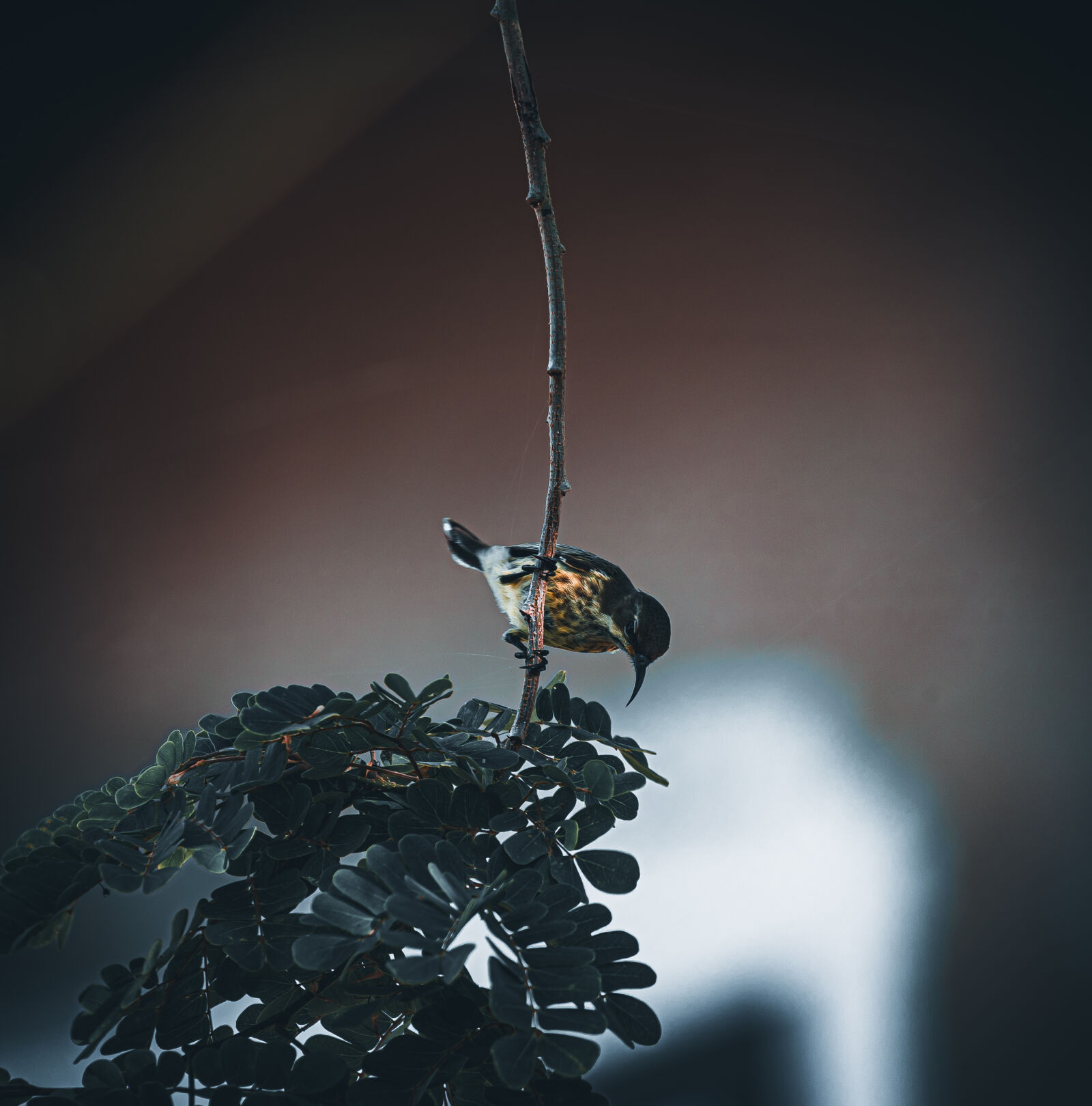 Canon EOS R6 II sample photo