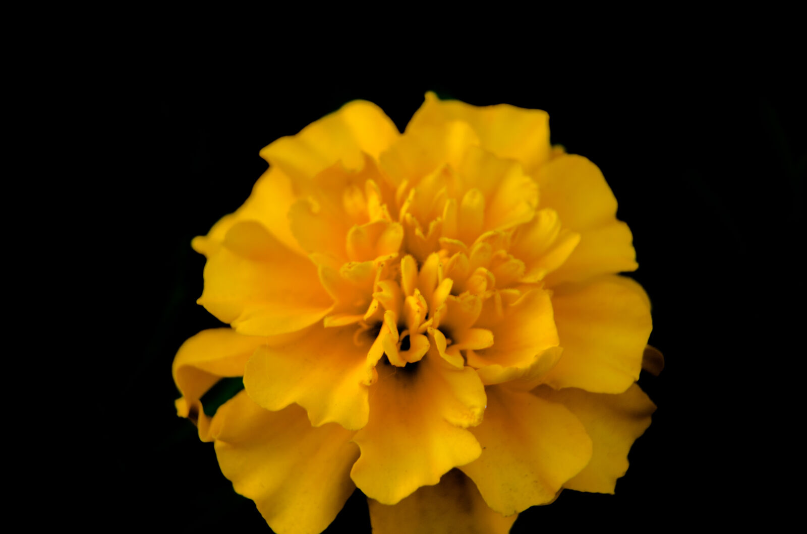 Nikon D5100 sample photo
