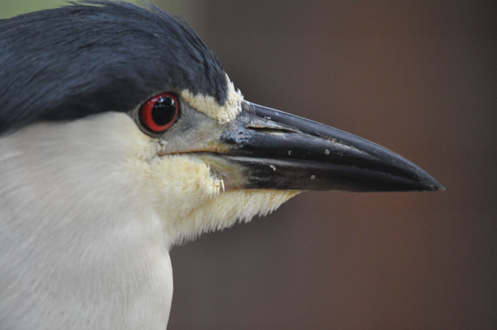 Nikon D5000 sample photo. Bird, plumage, animal photography