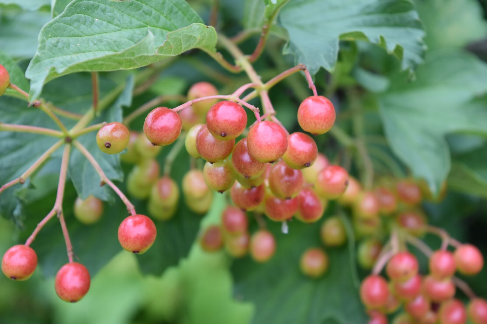 Nikon D5600 sample photo. Viburnum, berry, spring photography
