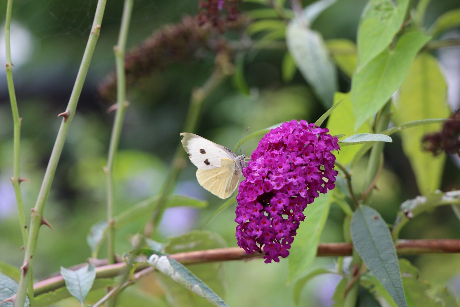 Canon EOS 650D (EOS Rebel T4i / EOS Kiss X6i) sample photo. Butterfly, blossom, bloom photography