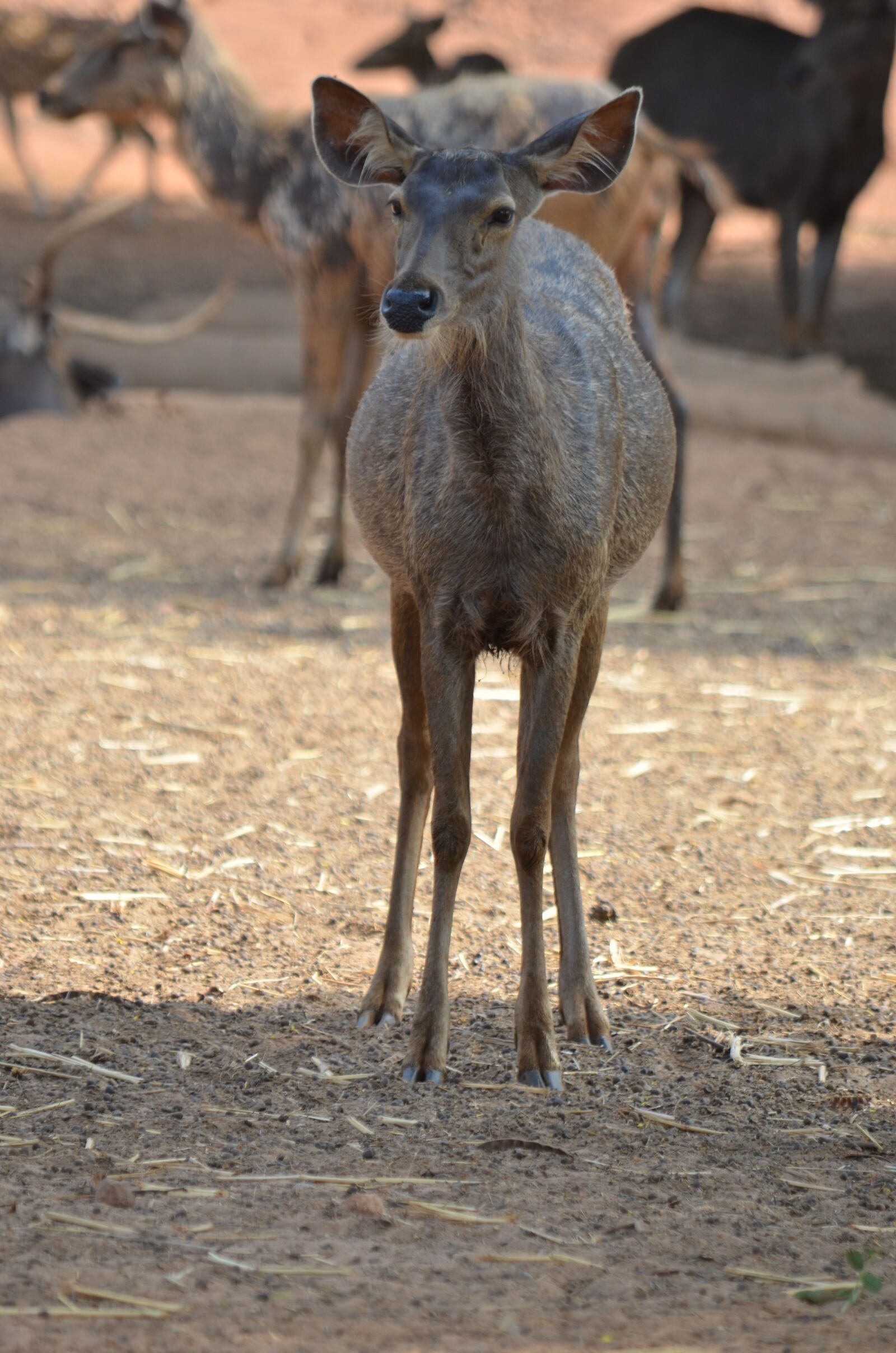 Nikon D5100 sample photo. Wild life, deer, animal photography