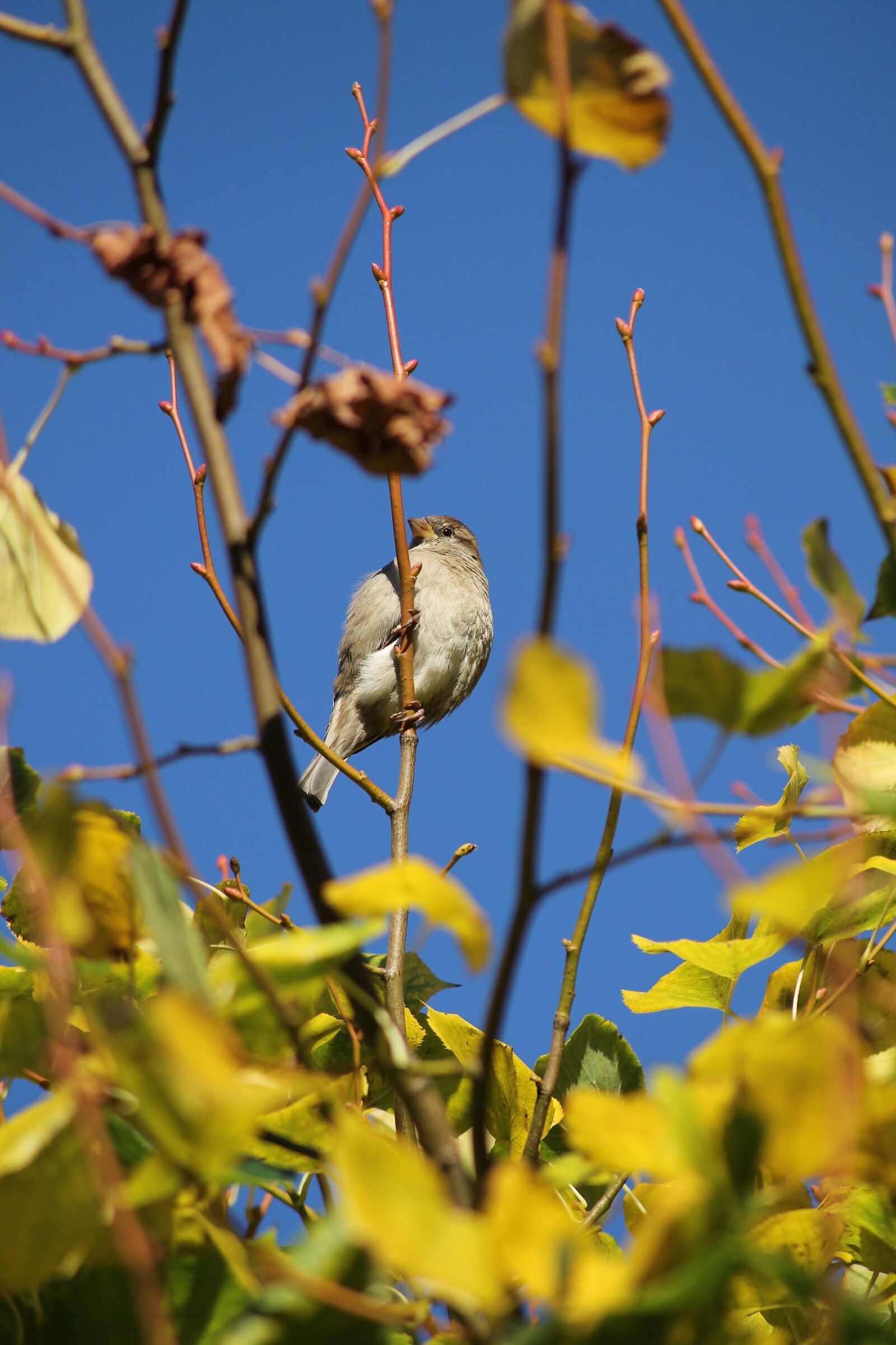 Canon EOS 1100D (EOS Rebel T3 / EOS Kiss X50) sample photo. Sparrow, bird, sperling photography