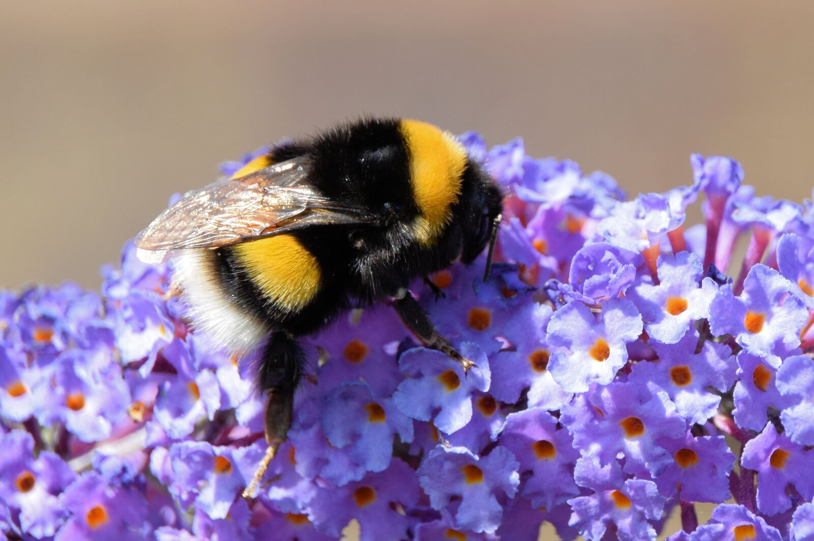 Nikon D5300 sample photo. Flower, bee, butterfly bush photography