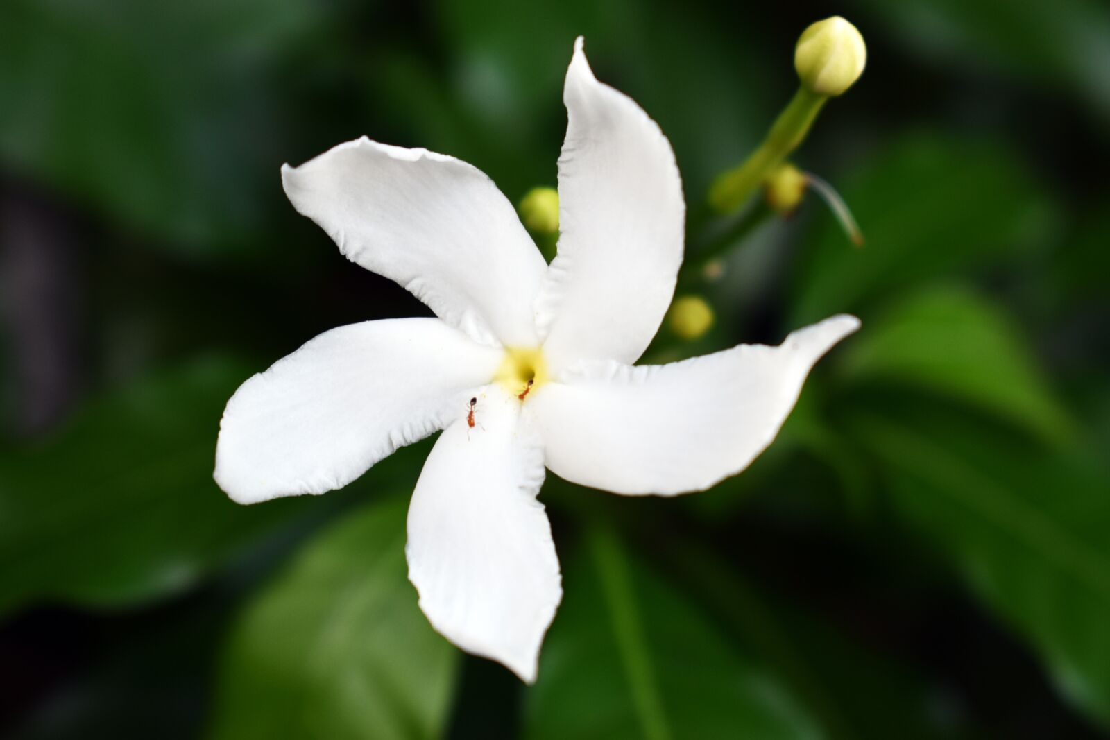 Nikon D3500 sample photo. Evergreen flower, flower, plant photography