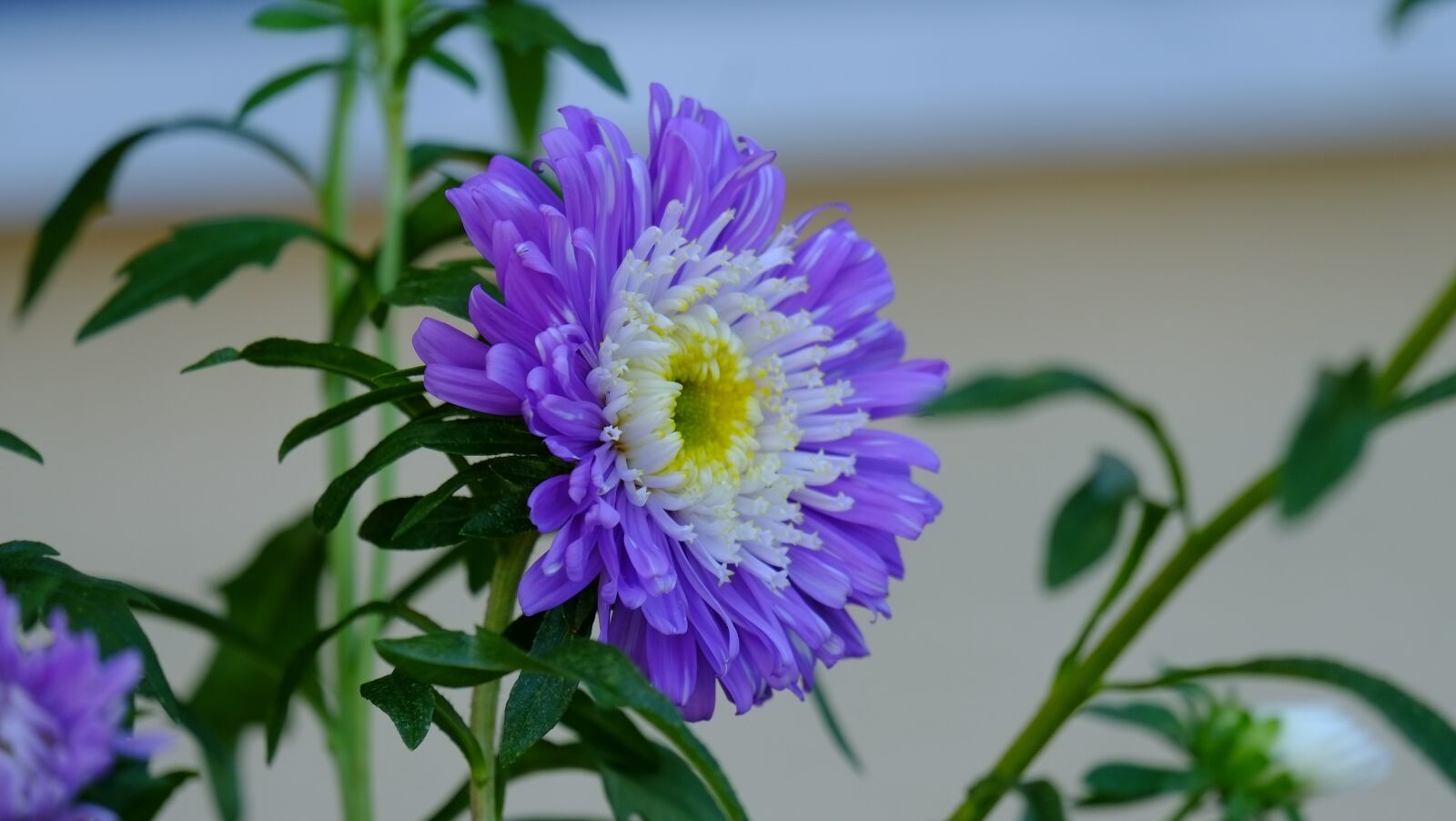 Fujifilm X-Pro1 sample photo. Flower, violet, garden photography