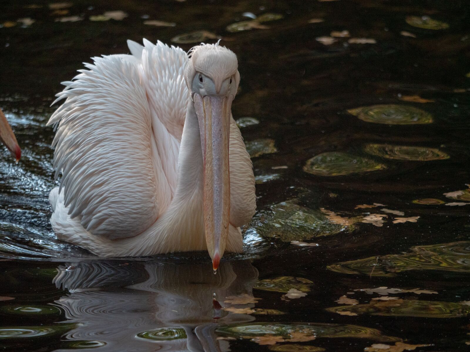 LUMIX G VARIO 100-300/F4.0-5.6II sample photo. Pelikan, africa, zoo photography