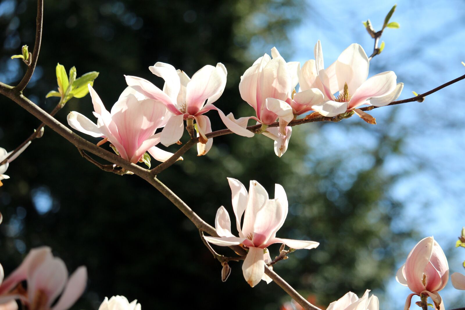 Canon EF-S 55-250mm F4-5.6 IS STM sample photo. Blossom, bloom, spring photography