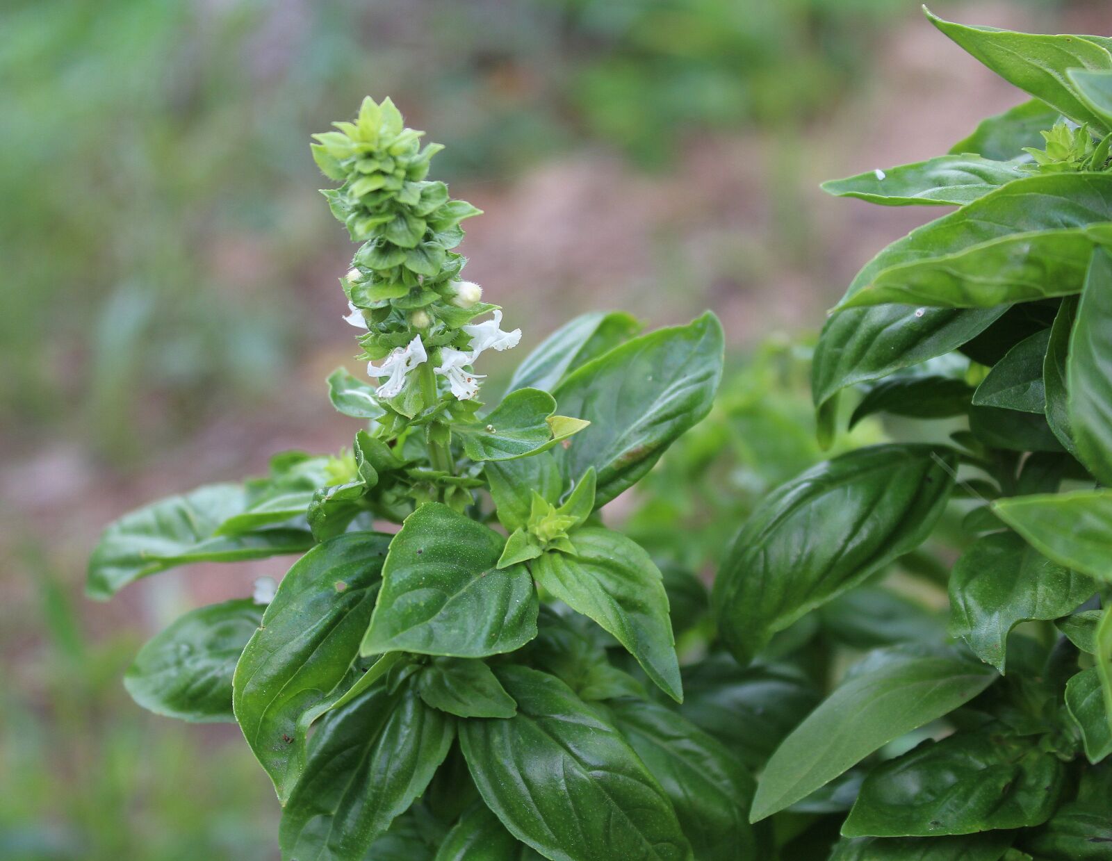 Canon EOS 1200D (EOS Rebel T5 / EOS Kiss X70 / EOS Hi) sample photo. Basil total, herbs, spices photography