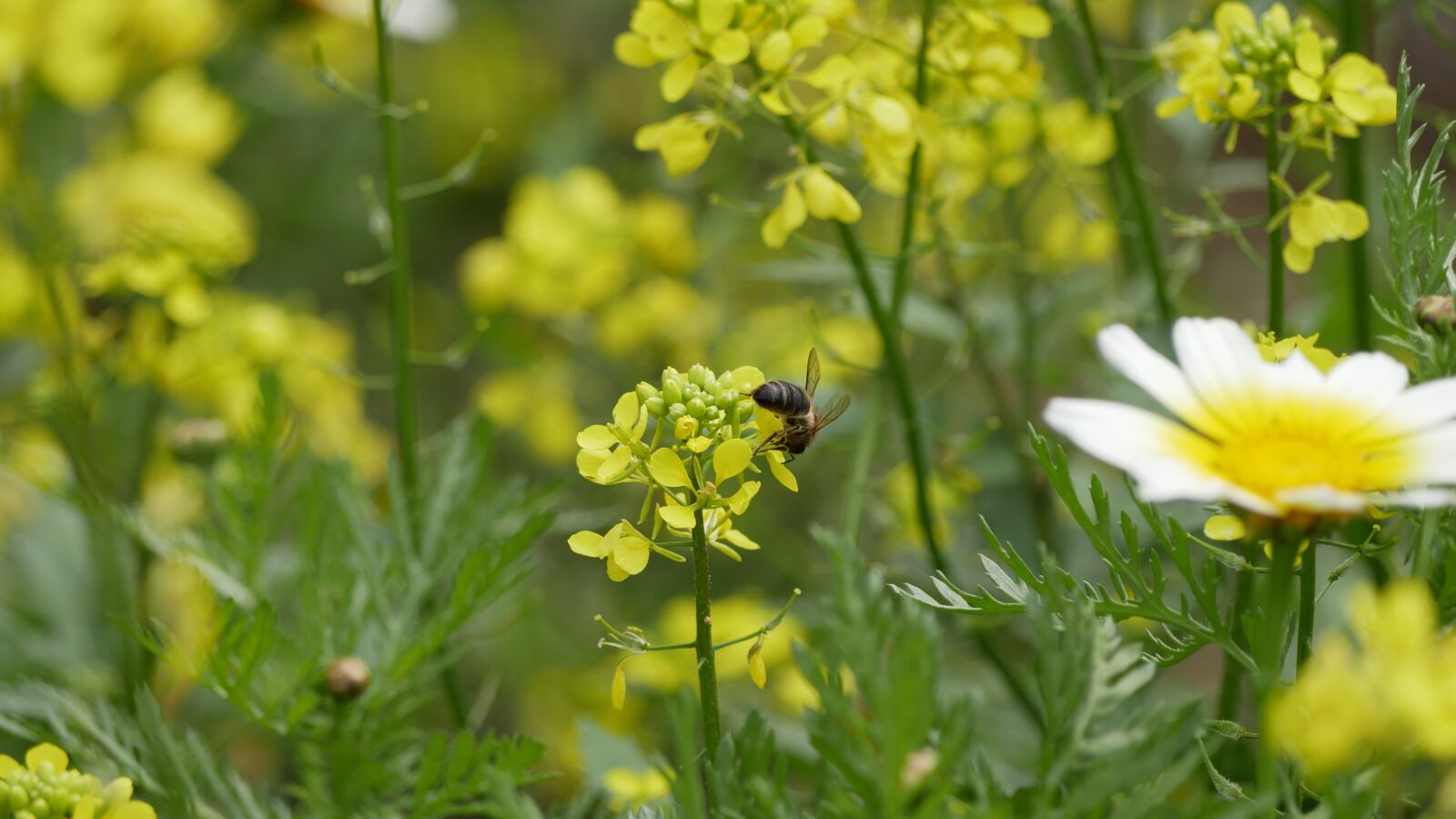 Panasonic Lumix DMC-GX85 (Lumix DMC-GX80 / Lumix DMC-GX7 Mark II) sample photo. Flowers, bees, meadow photography