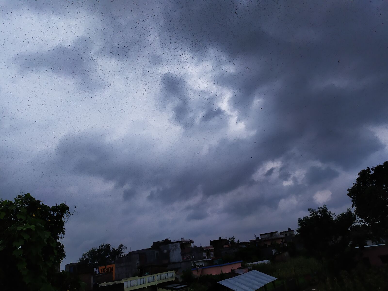 Xiaomi Redmi Note 7 sample photo. Loctus, sky, green photography