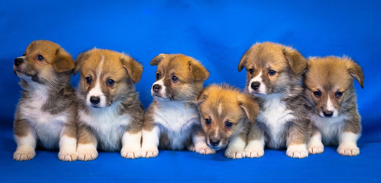 Canon EOS 40D sample photo. Welsh corgi, pembroke, dog photography
