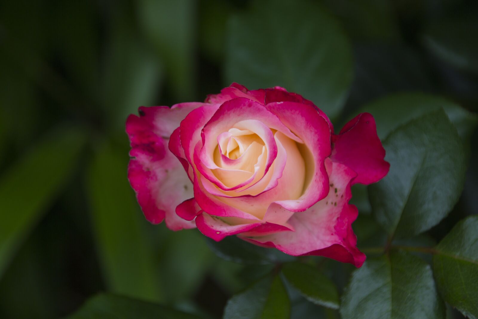 Canon EOS 60D sample photo. Rose, flower, blossom photography