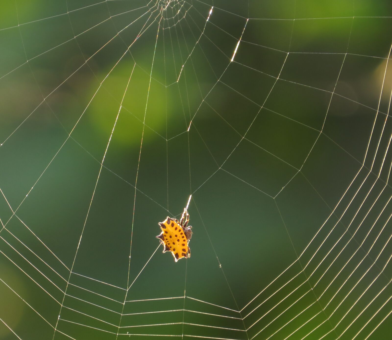 Canon PowerShot SX50 HS sample photo. Spider, web, arachnid photography